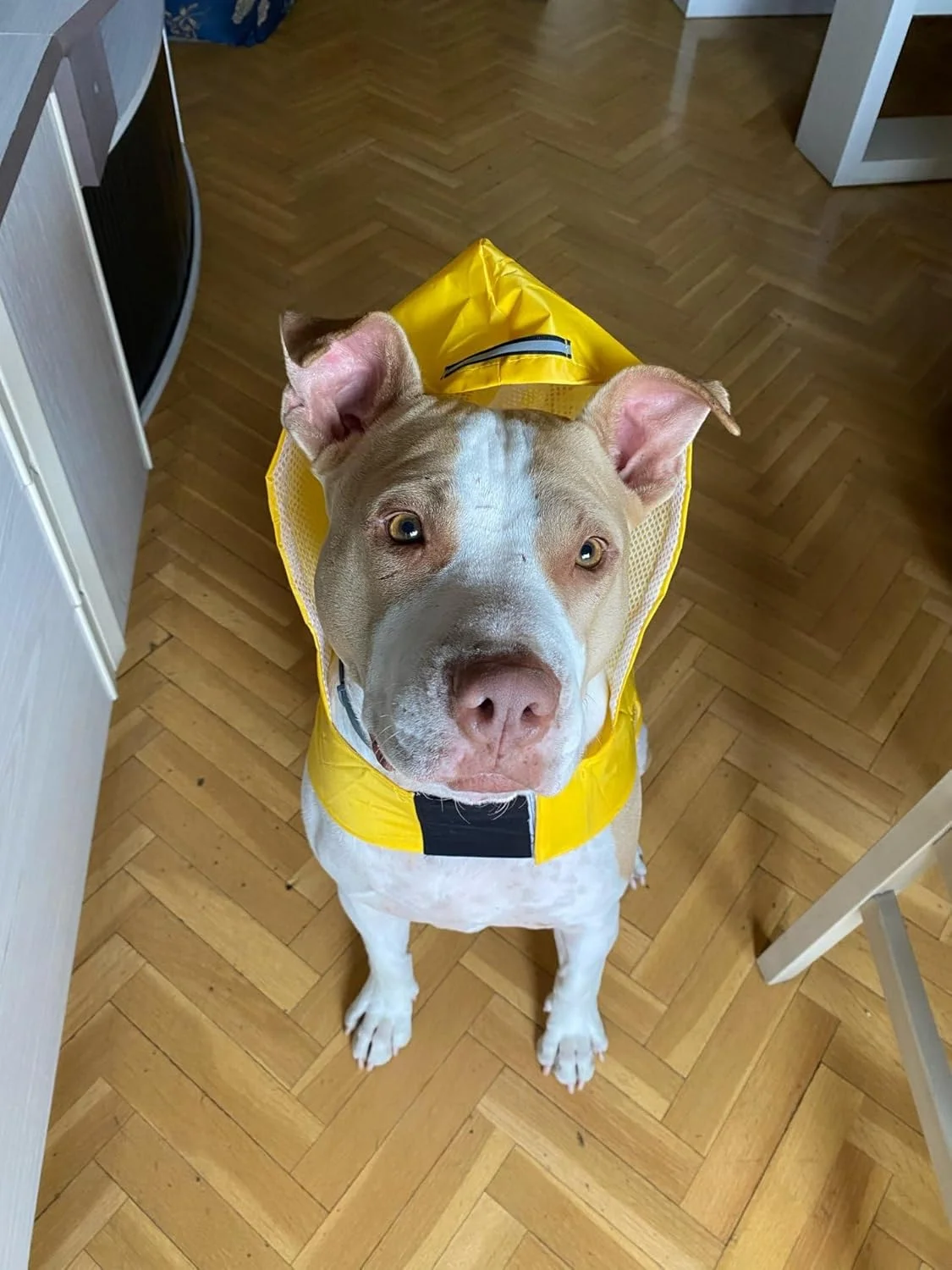 بارانی ضد آب سگ Nvzi-b، لباس بارانی سبک وزن بازتابنده حیوانات خانگی با کلاه پانچو (S، زرد) بارانی ضد آب سگ Nvzi-b، لباس بارانی سبک وزن بازتابنده حیوانات خانگی با کلاه پانچو (S، زرد)