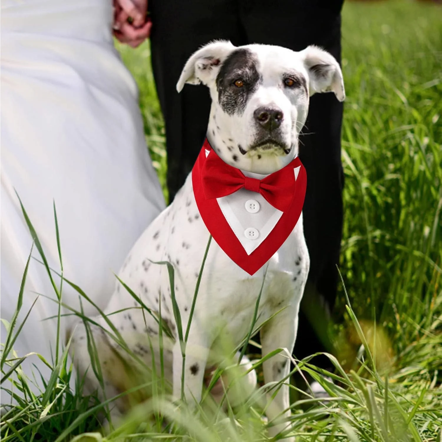 یقه پاپیون دار سگ با دستمال گردن مناسب مراسم رسمی، تولد، مهمانی و لباس سگ قابل تنظیم برای حیوانات خانگی کوچک، متوسط و بزرگ یقه پاپیون دار سگ با دستمال گردن مناسب مراسم رسمی، تولد، مهمانی و لباس سگ قابل تنظیم برای حیوانات خانگی کوچک، متوسط و بزرگ
