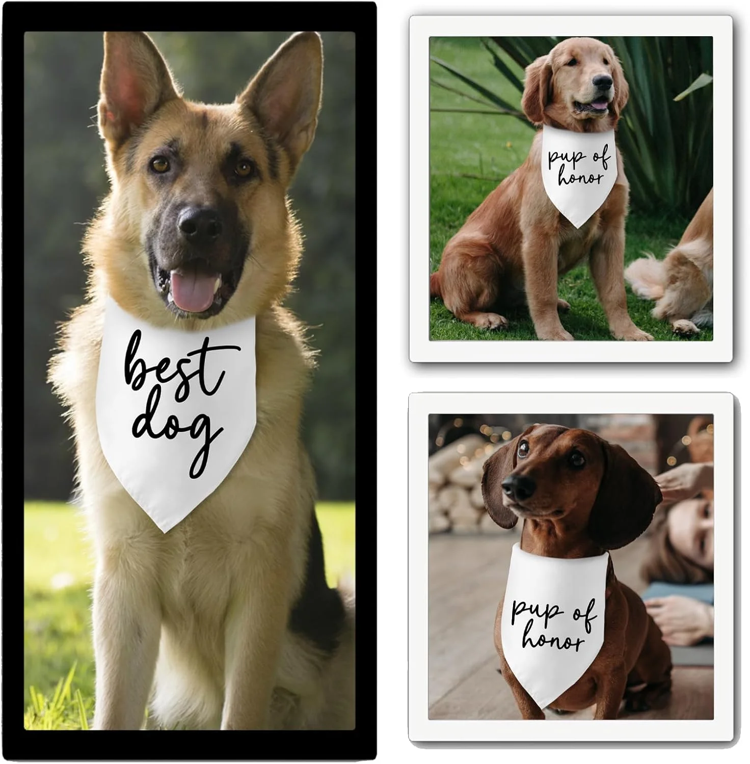 هدیه عروسی، دستمال گردن سگ، اکسسوری حیوانات خانگی برای دوستداران سگ، هدیه صاحب سگ، مهمانی نامزدی، هدایای تزئینات جشن عروسی هدیه عروسی، دستمال گردن سگ، اکسسوری حیوانات خانگی برای دوستداران سگ، هدیه صاحب سگ، مهمانی نامزدی، هدایای تزئینات جشن عروسی