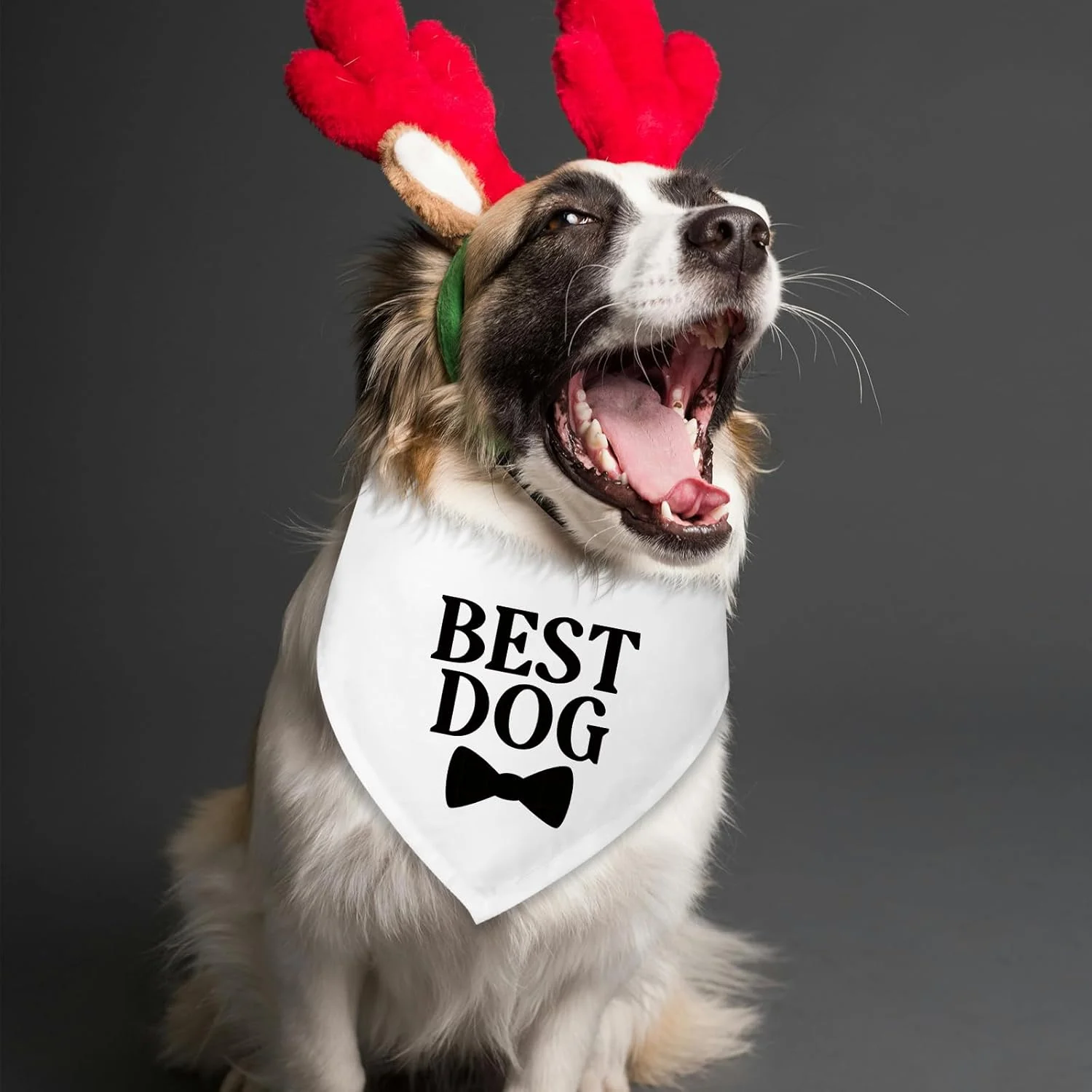 هدیه عروسی برای زوج ها، بهترین دستمال گردن سگ، دستمال گردن سگ مناسب برای عروسی، اعلام نامزدی، هدیه نامزدی برای زوج ها، روسری حیوانات خانگی برای گربه ها و سگ های کوچک و متوسط هدیه عروسی برای زوج ها، بهترین دستمال گردن سگ، دستمال گردن سگ مناسب برای عروسی، اعلام نامزدی، هدیه نامزدی برای زوج ها، روسری حیوانات خانگی برای گربه ها و سگ های کوچک و متوسط