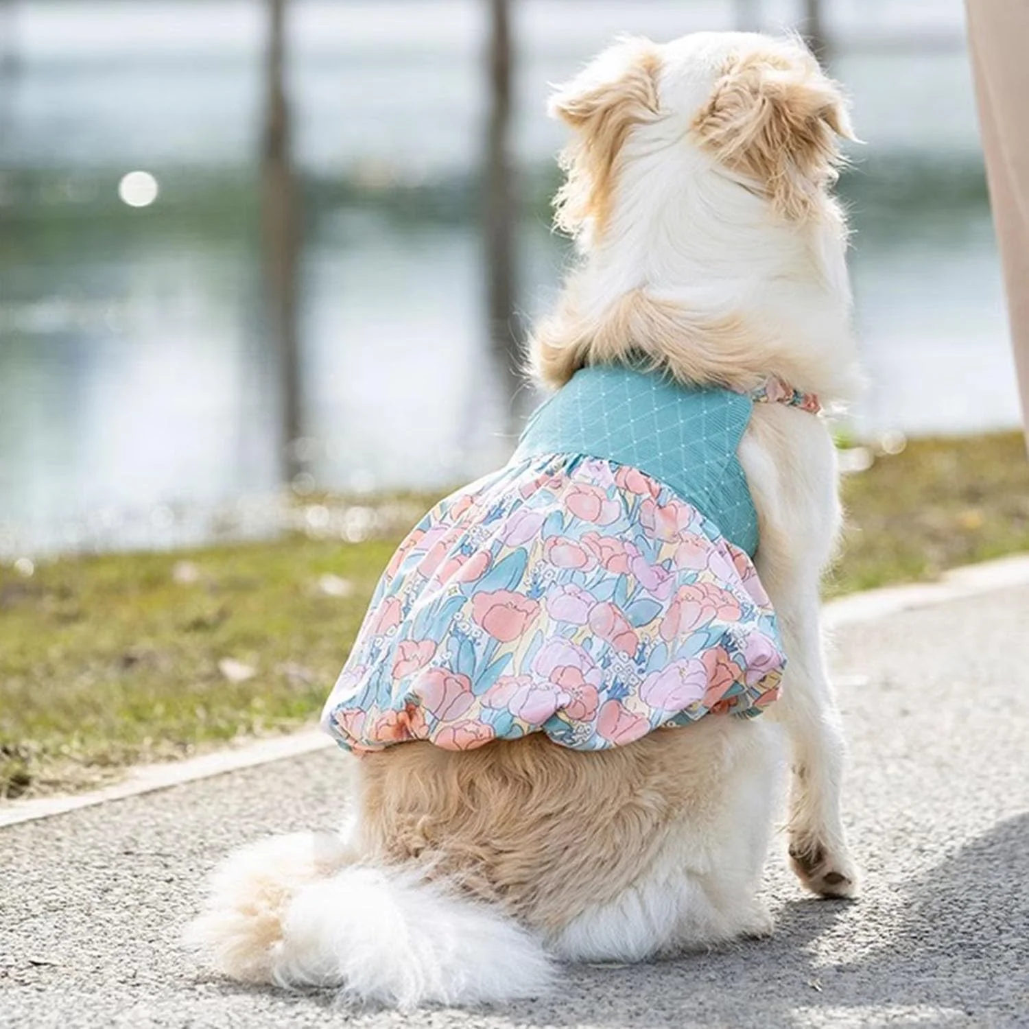 پیراهن سگ دخترانه، پیراهن مجلسی گلدار سگ برای تولد و عید پاک، لباس سگ بهاره و تابستانه (دامن کدو تنبل، سایز L) پیراهن سگ دخترانه، پیراهن مجلسی گلدار سگ برای تولد و عید پاک، لباس سگ بهاره و تابستانه (دامن کدو تنبل، سایز L)