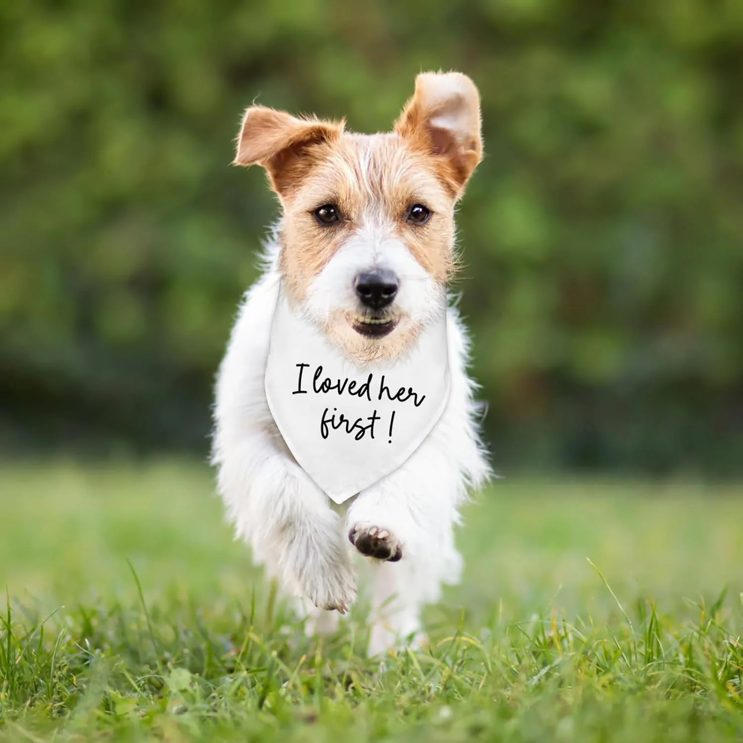 دستمال گردن سگ با طرح عروسی و نامزدی، اکسسوری و لباس سگ، دستمال گردن سگ، شال، وسیله عکس برداری عروسی با طرح "من اول عاشقش بودم!"، لباس عروسی سگ، دکوراسیون خنده دار جشن نامزدی عروسی، هدیه دستمال گردن سگ با طرح عروسی و نامزدی، اکسسوری و لباس سگ، دستمال گردن سگ، شال، وسیله عکس برداری عروسی با طرح "من اول عاشقش بودم!"، لباس عروسی سگ، دکوراسیون خنده دار جشن نامزدی عروسی، هدیه