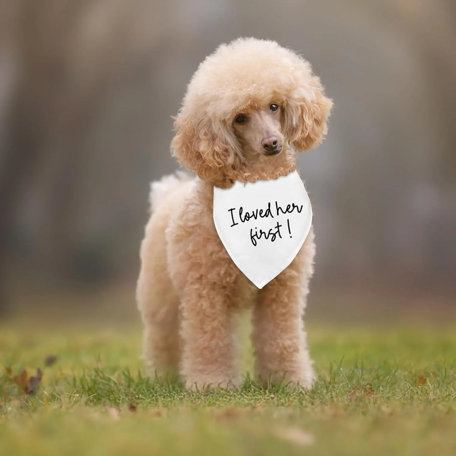 دستمال گردن سگ با طرح عروسی و نامزدی، اکسسوری و لباس سگ، دستمال گردن سگ، شال، وسیله عکس برداری عروسی با طرح "من اول عاشقش بودم!"، لباس عروسی سگ، دکوراسیون خنده دار جشن نامزدی عروسی، هدیه دستمال گردن سگ با طرح عروسی و نامزدی، اکسسوری و لباس سگ، دستمال گردن سگ، شال، وسیله عکس برداری عروسی با طرح "من اول عاشقش بودم!"، لباس عروسی سگ، دکوراسیون خنده دار جشن نامزدی عروسی، هدیه