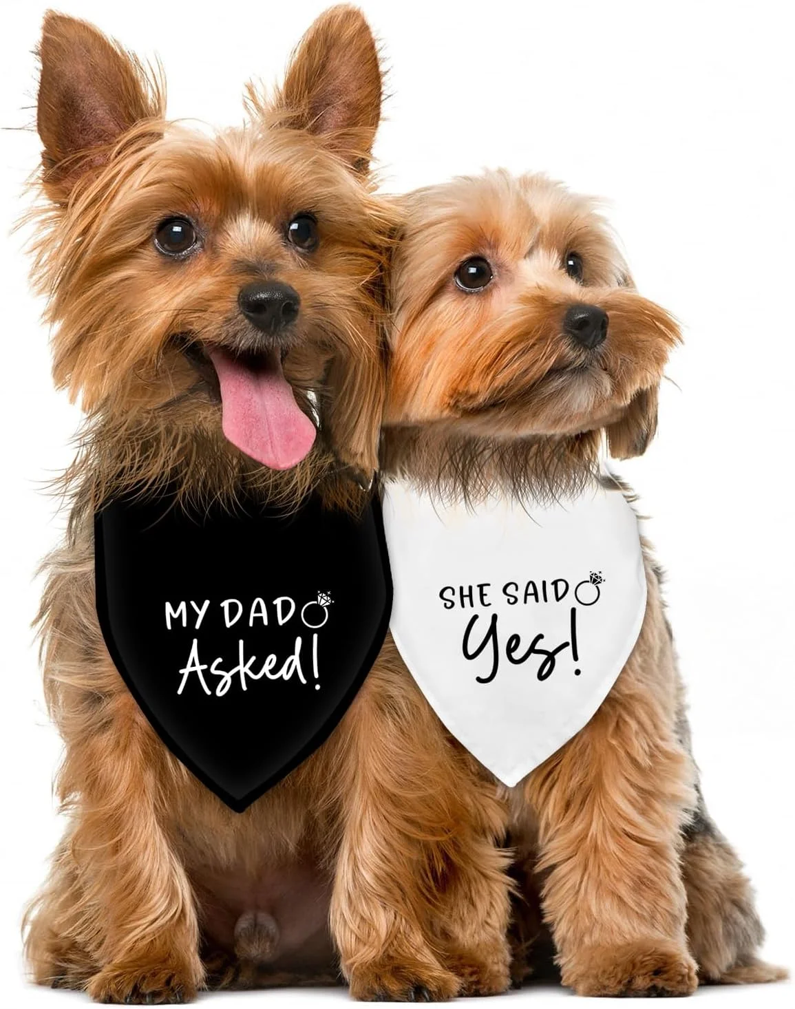 دستمال گردن سگ با طرح عروسی و نامزدی، اکسسوری و لباس سگ، شال سگ، مناسب عکاسی عروسی، طرح "پدرم پرسید! او بله گفت!"، لباس خنده دار سگ برای جشن نامزدی و عروسی (سیاه + سفید) دستمال گردن سگ با طرح عروسی و نامزدی، اکسسوری و لباس سگ، شال سگ، مناسب عکاسی عروسی، طرح "پدرم پرسید! او بله گفت!"، لباس خنده دار سگ برای جشن نامزدی و عروسی (سیاه + سفید)