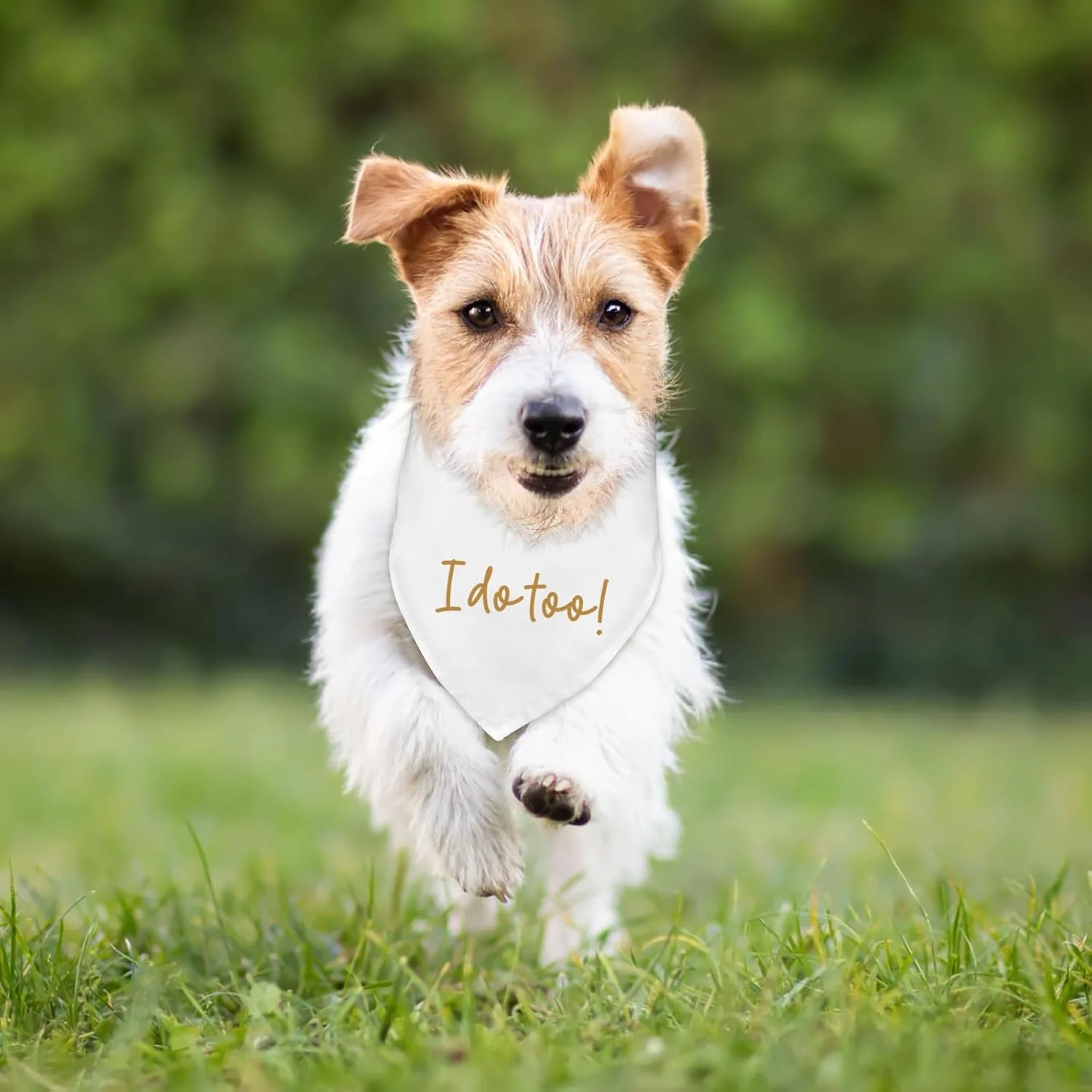 دستمال گردن سگ برای مراسم عروسی و نامزدی، اکسسوری و لباس سگ، دستمال گردن سگ، شال، وسیله تزئینی برای عکس عروسی، من هم می خواهم! لباس سگ برای عروسی، دکوراسیون خنده دار جشن نامزدی عروسی، هدیه دستمال گردن سگ برای مراسم عروسی و نامزدی، اکسسوری و لباس سگ، دستمال گردن سگ، شال، وسیله تزئینی برای عکس عروسی، من هم می خواهم! لباس سگ برای عروسی، دکوراسیون خنده دار جشن نامزدی عروسی، هدیه