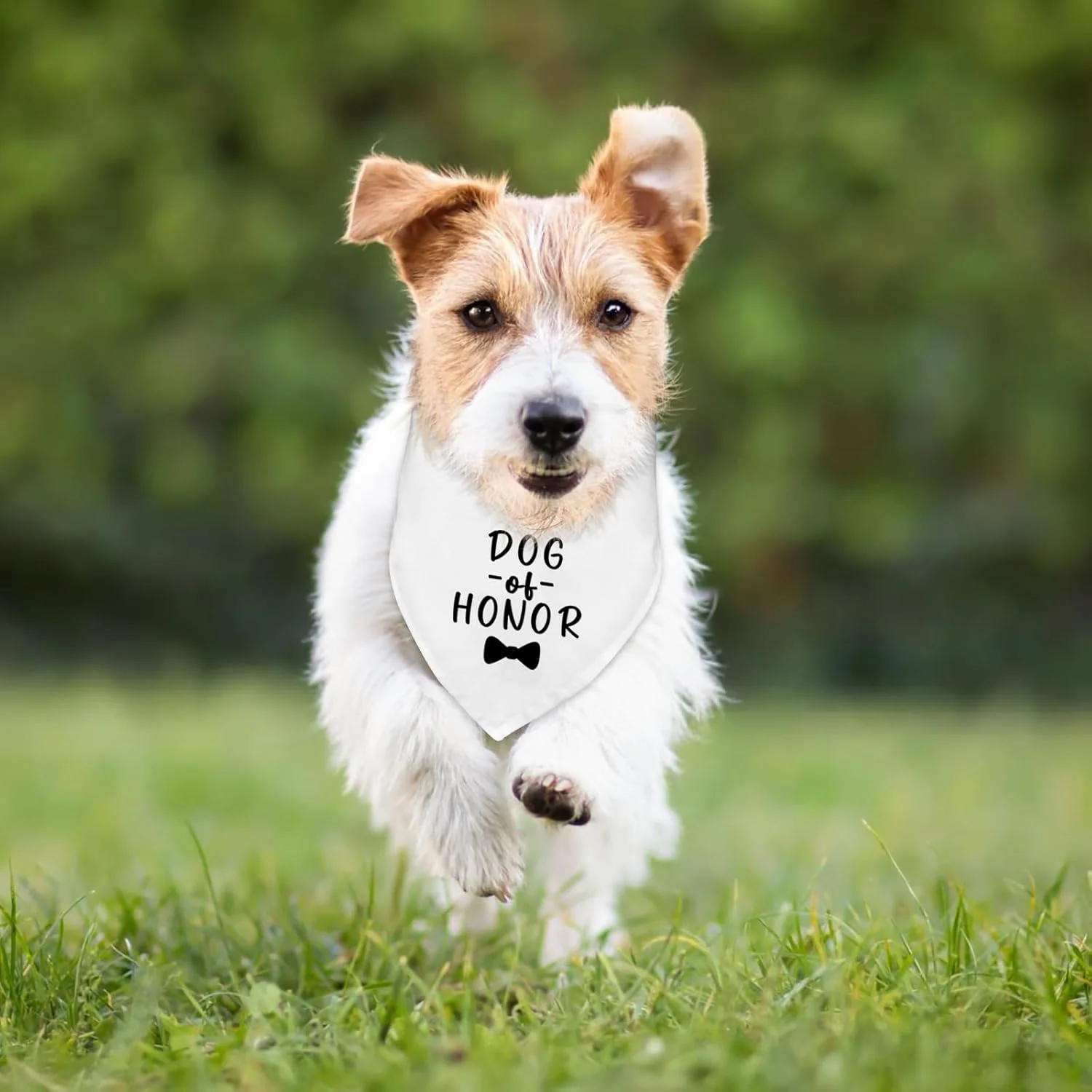 دستمال گردن سگ برای مراسم عروسی و نامزدی، اکسسوری و پوشاک حیوانات خانگی، دستمال گردن سگ، شال، مناسب عکاسی عروسی، سگ ساقدوش، لباس عروسی سگ، تزئینات خنده دار جشن نامزدی عروسی، هدیه دستمال گردن سگ برای مراسم عروسی و نامزدی، اکسسوری و پوشاک حیوانات خانگی، دستمال گردن سگ، شال، مناسب عکاسی عروسی، سگ ساقدوش، لباس عروسی سگ، تزئینات خنده دار جشن نامزدی عروسی، هدیه