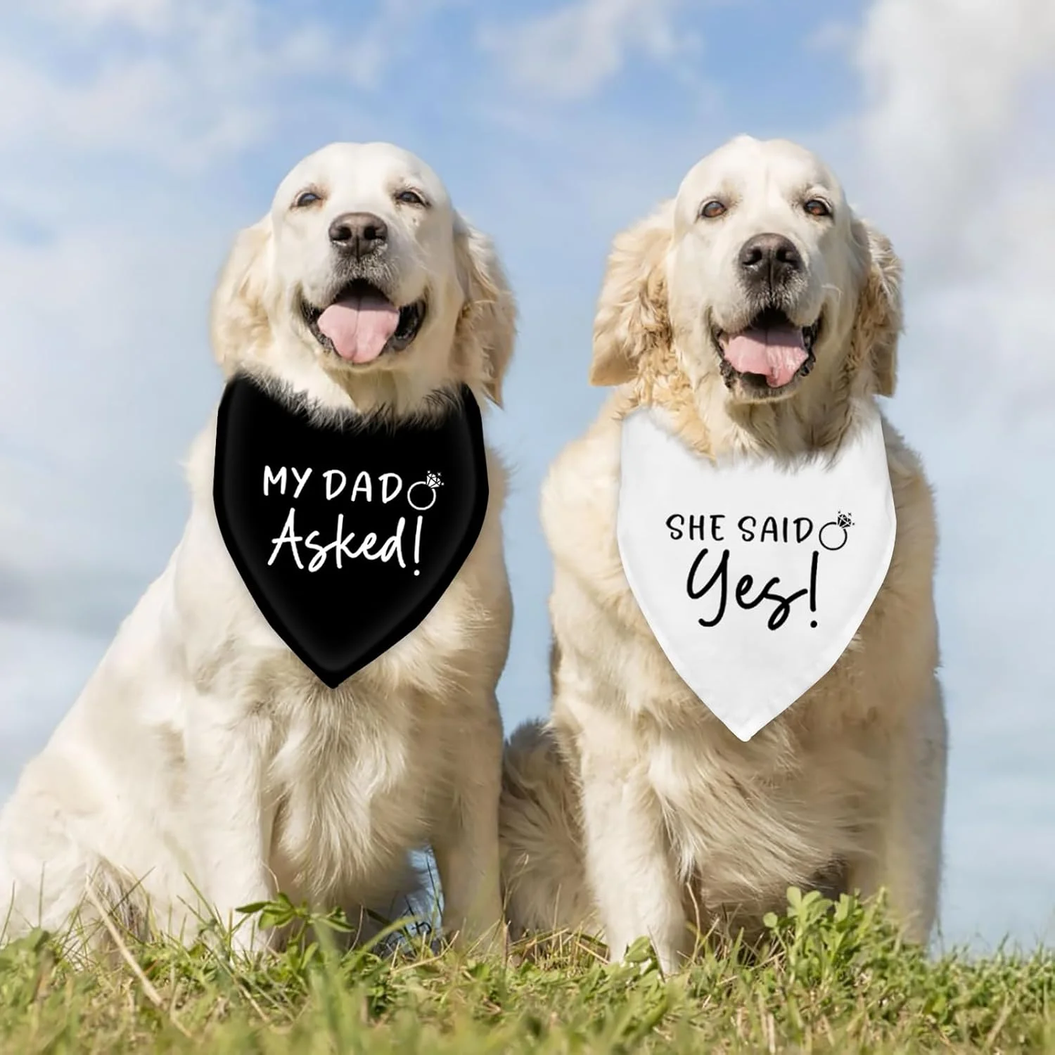 دستمال گردن سگ با طرح عروسی و نامزدی، اکسسوری و لباس سگ، شال سگ، مناسب عکاسی عروسی، طرح "پدرم پرسید! او بله گفت!"، لباس خنده دار سگ برای جشن نامزدی و عروسی (سیاه + سفید) دستمال گردن سگ با طرح عروسی و نامزدی، اکسسوری و لباس سگ، شال سگ، مناسب عکاسی عروسی، طرح "پدرم پرسید! او بله گفت!"، لباس خنده دار سگ برای جشن نامزدی و عروسی (سیاه + سفید)
