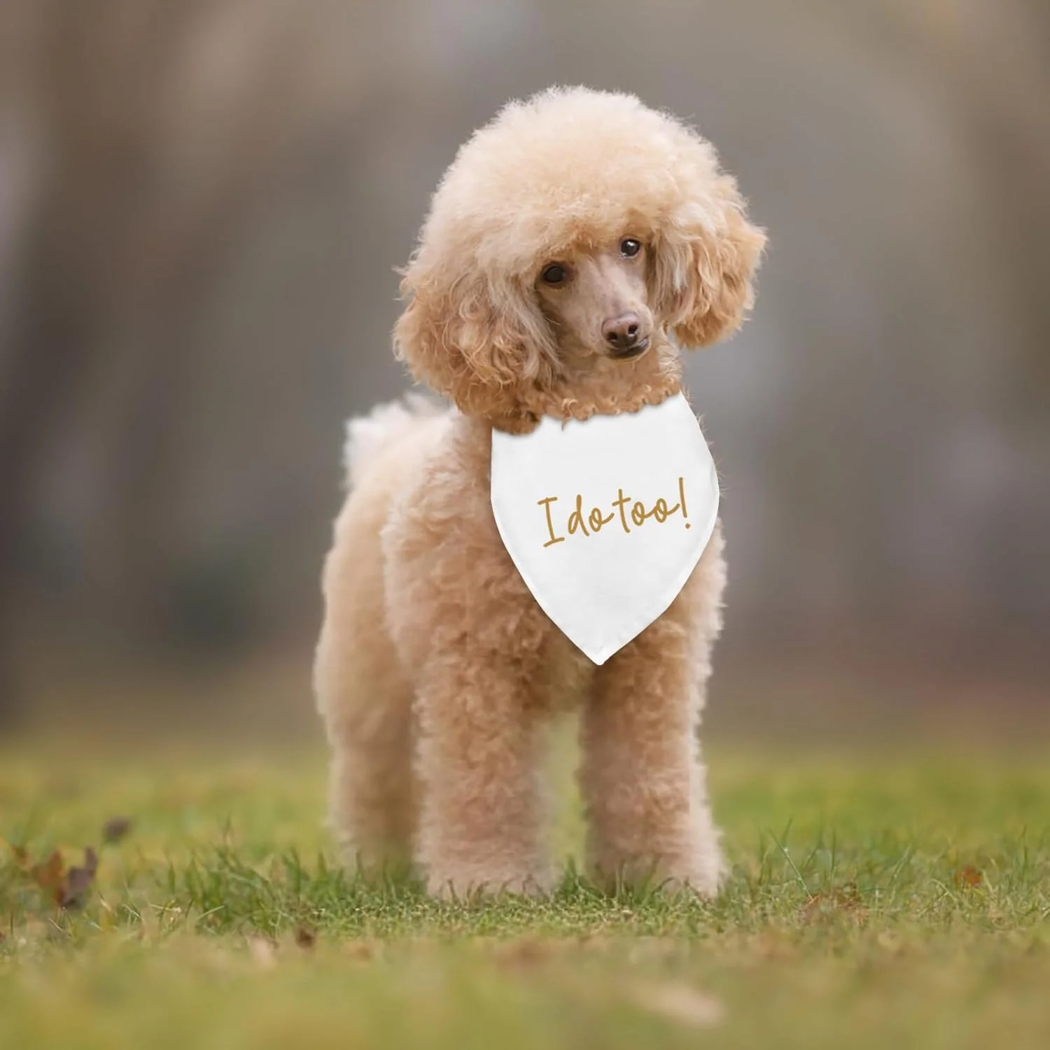 دستمال گردن سگ برای مراسم عروسی و نامزدی، اکسسوری و لباس سگ، دستمال گردن سگ، شال، وسیله تزئینی برای عکس عروسی، من هم می خواهم! لباس سگ برای عروسی، دکوراسیون خنده دار جشن نامزدی عروسی، هدیه دستمال گردن سگ برای مراسم عروسی و نامزدی، اکسسوری و لباس سگ، دستمال گردن سگ، شال، وسیله تزئینی برای عکس عروسی، من هم می خواهم! لباس سگ برای عروسی، دکوراسیون خنده دار جشن نامزدی عروسی، هدیه