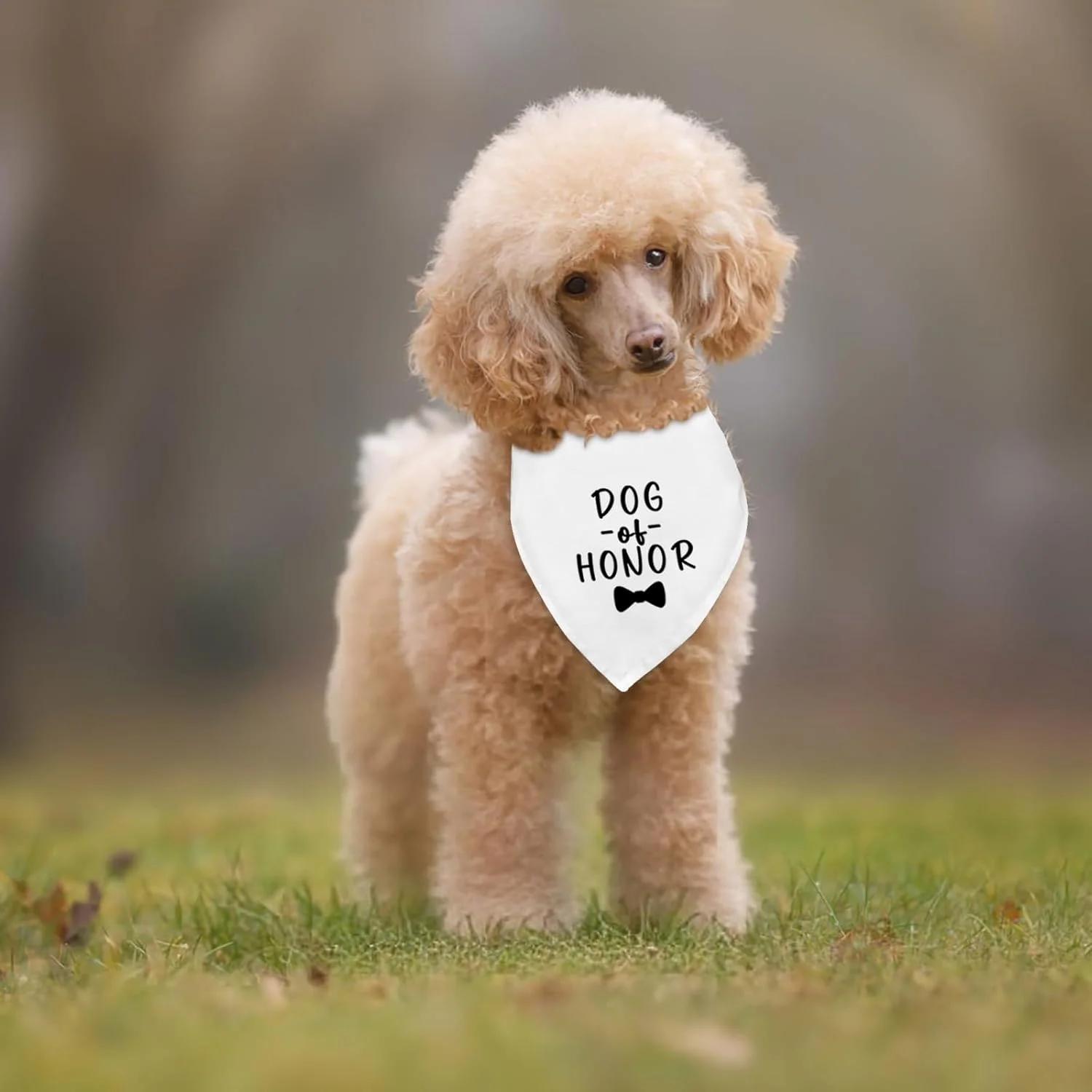 دستمال گردن سگ برای مراسم عروسی و نامزدی، اکسسوری و پوشاک حیوانات خانگی، دستمال گردن سگ، شال، مناسب عکاسی عروسی، سگ ساقدوش، لباس عروسی سگ، تزئینات خنده دار جشن نامزدی عروسی، هدیه دستمال گردن سگ برای مراسم عروسی و نامزدی، اکسسوری و پوشاک حیوانات خانگی، دستمال گردن سگ، شال، مناسب عکاسی عروسی، سگ ساقدوش، لباس عروسی سگ، تزئینات خنده دار جشن نامزدی عروسی، هدیه