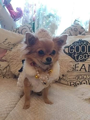 گردنبند مرواریدی پرنسس، لوازم جانبی حیوانات خانگی برای توله سگ ها، گربه ها و حیوانات کوچک، جواهرات عروسی، محصولات توله سگ کوچک برای یورکشایر (S)