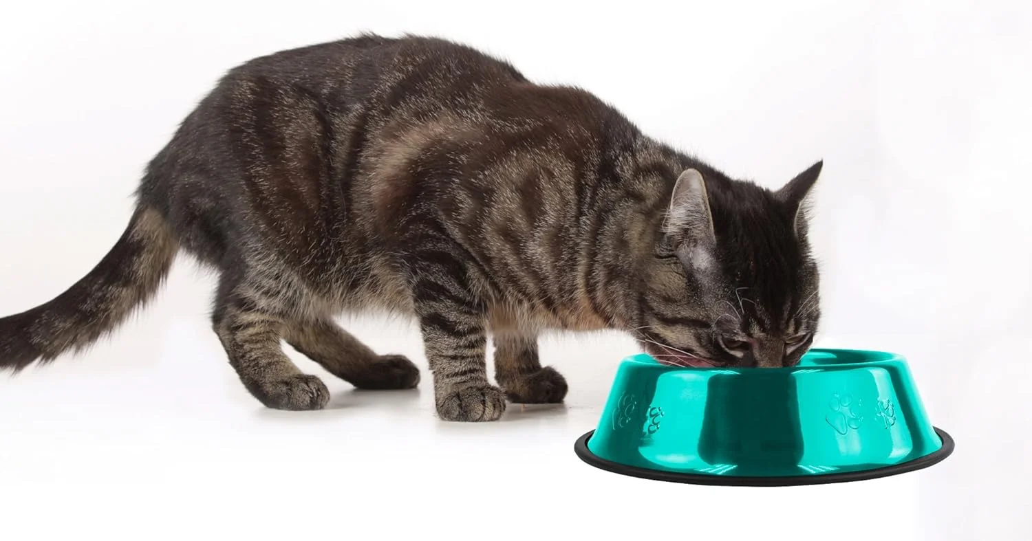 کاسه استیل ضد لغزش پلاتینیوم پتز، 6 اونس، آبی کارائیب کاسه استیل ضد لغزش پلاتینیوم پتز، 6 اونس، آبی کارائیب