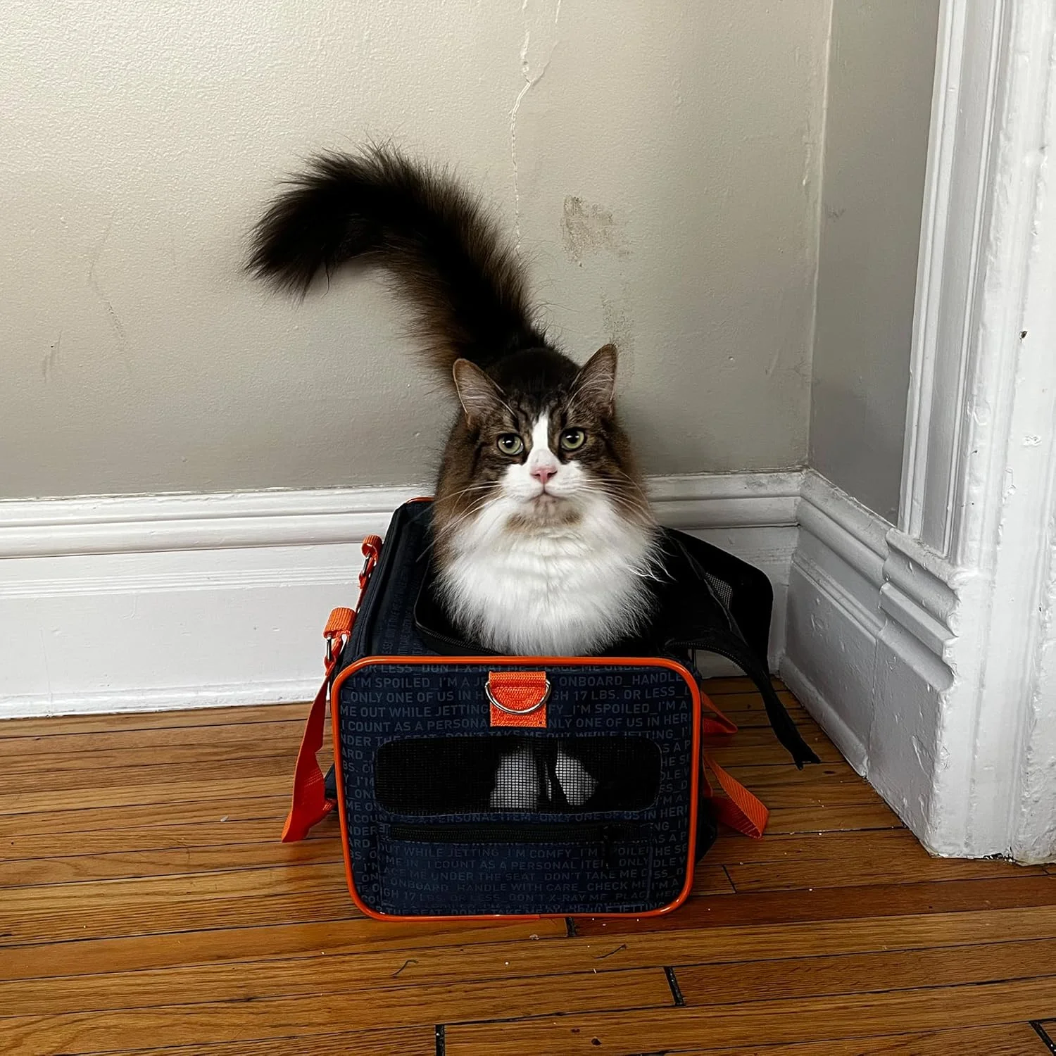 کیف حمل حیوانات خانگی رسمی خطوط هوایی جت‌بلو