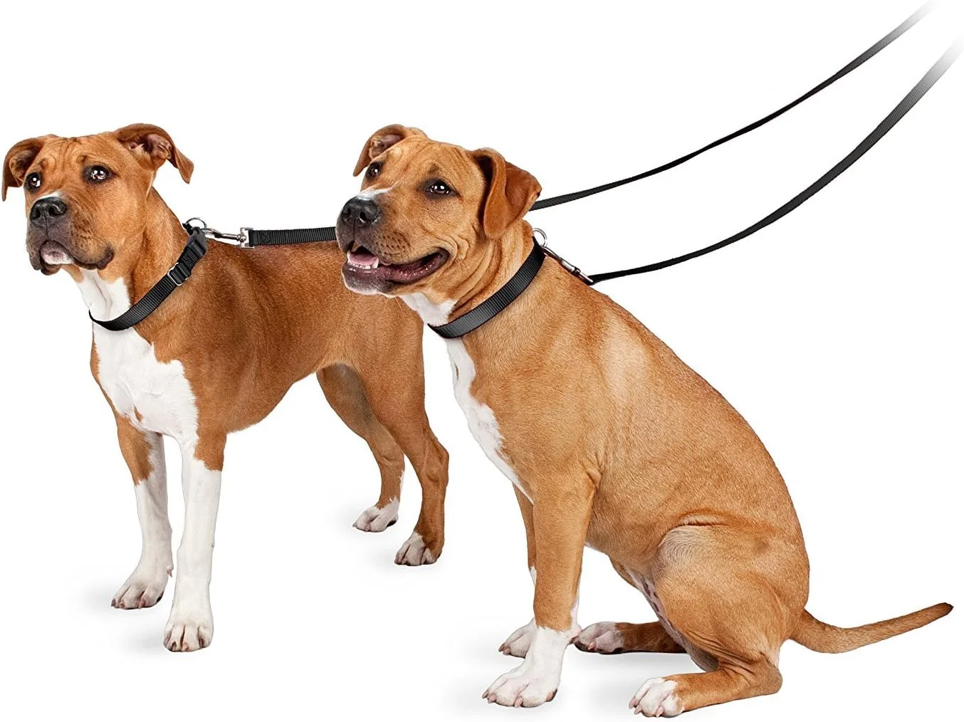 بند قلاده نایلونی سگ PetSafe - بند قلاده قوی، بادوام و با سبک سنتی با بست آسان - 1.9 سانتی متر در 1.8 متر، سبز سیب بند قلاده نایلونی سگ PetSafe - بند قلاده قوی، بادوام و با سبک سنتی با بست آسان - 1.9 سانتی متر در 1.8 متر، سبز سیب