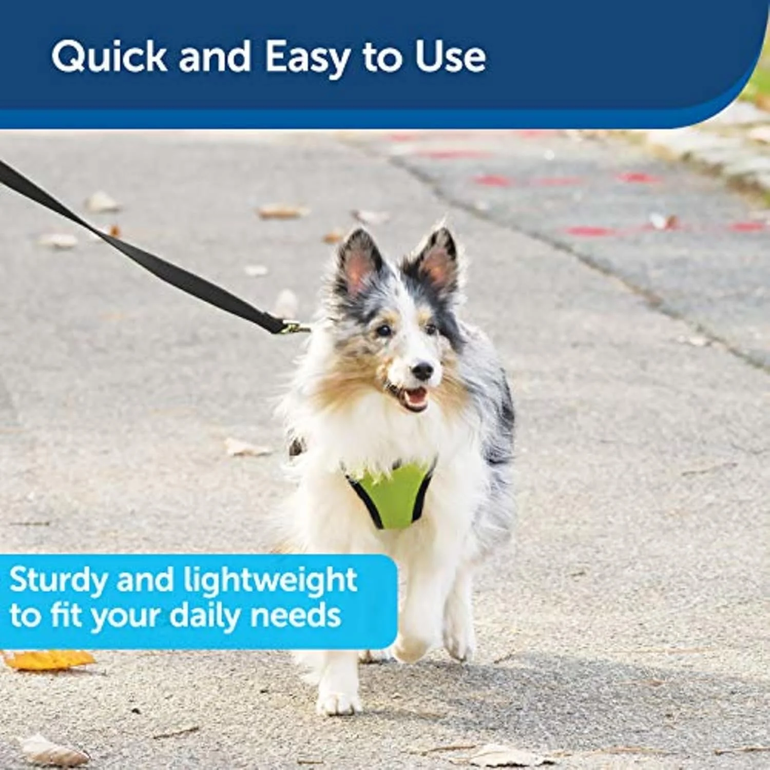 بند قلاده نایلونی سگ پت سیف - بند قلاده مقاوم، بادوام و با سبک سنتی با بست آسان برای سگ های کوچک، متوسط و بزرگ - 1.9 سانتی متر در 1.8 متر، مشکی بند قلاده نایلونی سگ پت سیف - بند قلاده مقاوم، بادوام و با سبک سنتی با بست آسان برای سگ های کوچک، متوسط و بزرگ - 1.9 سانتی متر در 1.8 متر، مشکی