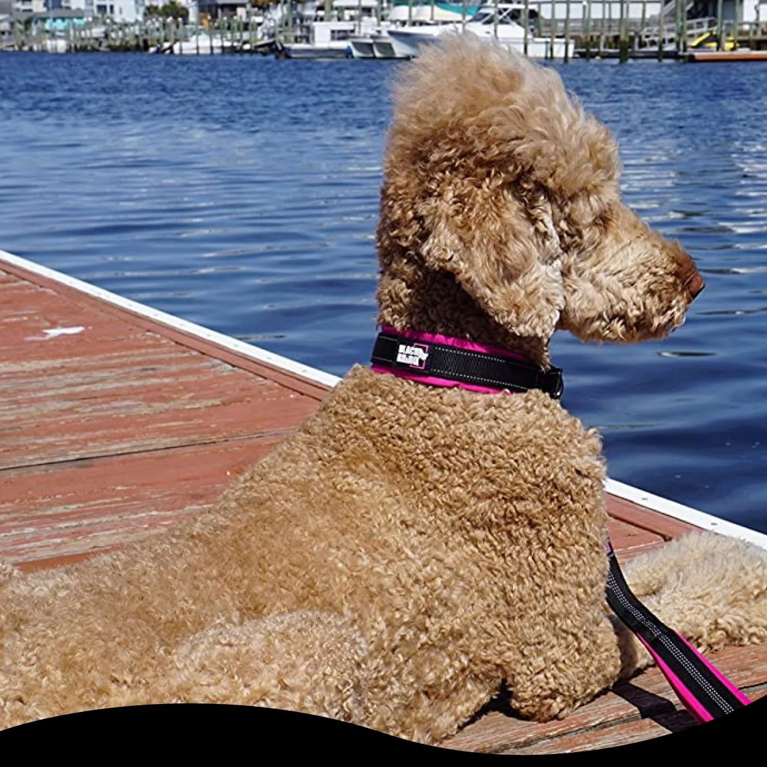 بند قلاده سگ راینو مشکی - مقاوم - مناسب سگ های متوسط و بزرگ | طول 1.5 متر | دارای دو دسته نرم و راحت برای کنترل ایمن در آموزش - دارای نوار بازتابنده