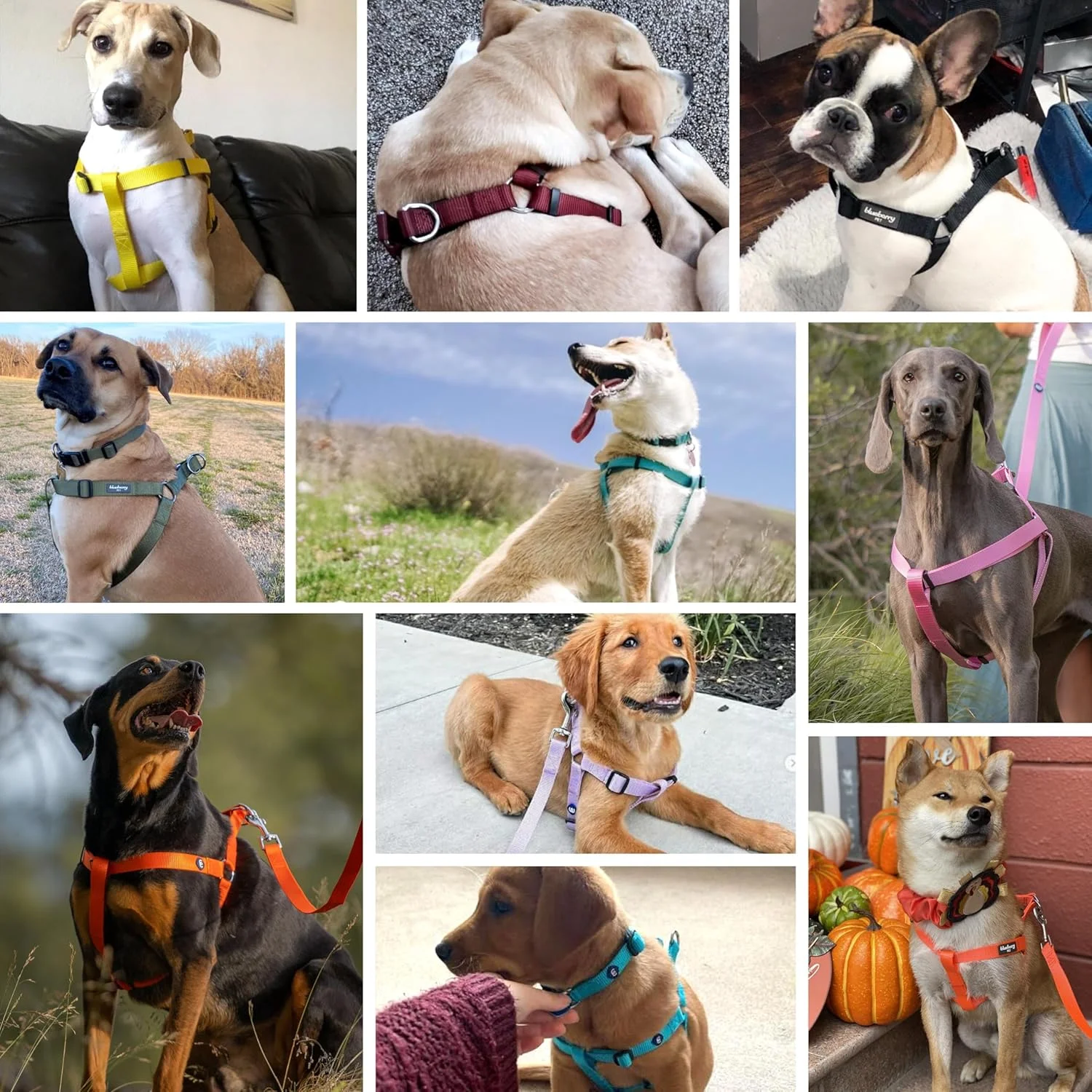 هارنس سگ نایلونی بادوام کلاسیک بلوبری پت، دور سینه 51 تا 66 سانتی متر، ارکیده تیره، متوسط، هارنس قابل تنظیم برای سگ های توله سگ دختر و پسر