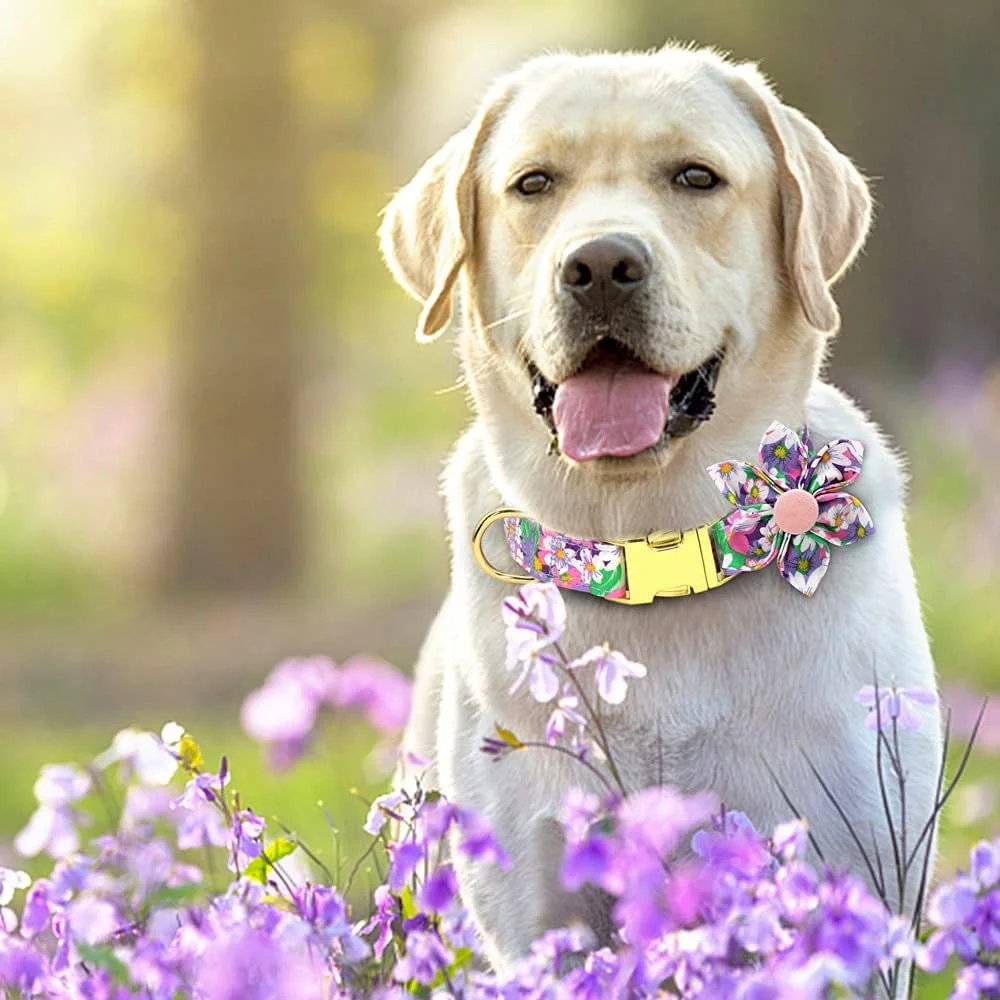 قلاده سگ DALUZ با طرح گلدار برای سگ های ماده، قلاده های سگ قابل تنظیم برای سگ های کوچک، متوسط و بزرگ، قلاده سگ کوچک زیبا برای سگ های ماده با سگک ایمنی فلزی با دوام ممتاز قلاده سگ DALUZ با طرح گلدار برای سگ های ماده، قلاده های سگ قابل تنظیم برای سگ های کوچک، متوسط و بزرگ، قلاده سگ کوچک زیبا برای سگ های ماده با سگک ایمنی فلزی با دوام ممتاز