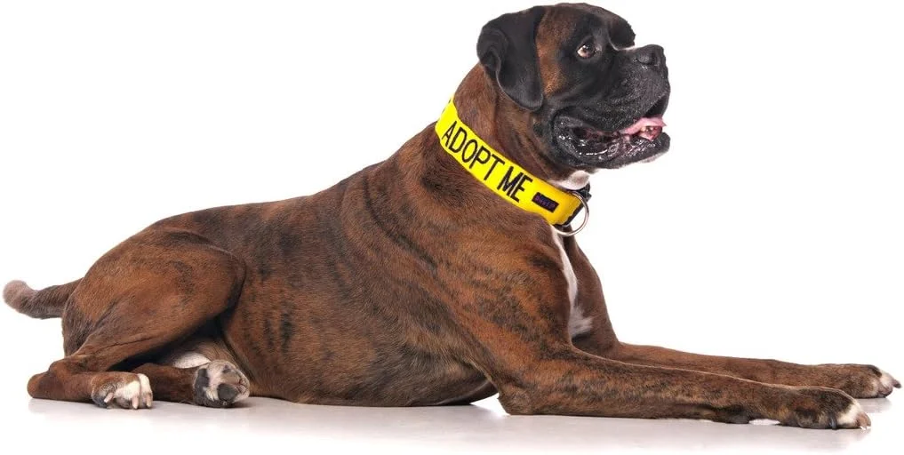 قلاده سگ سگک دار رنگی Dexil Limited Adopt ME (نیازمند خانه جدید) کمک به خیریه محلی