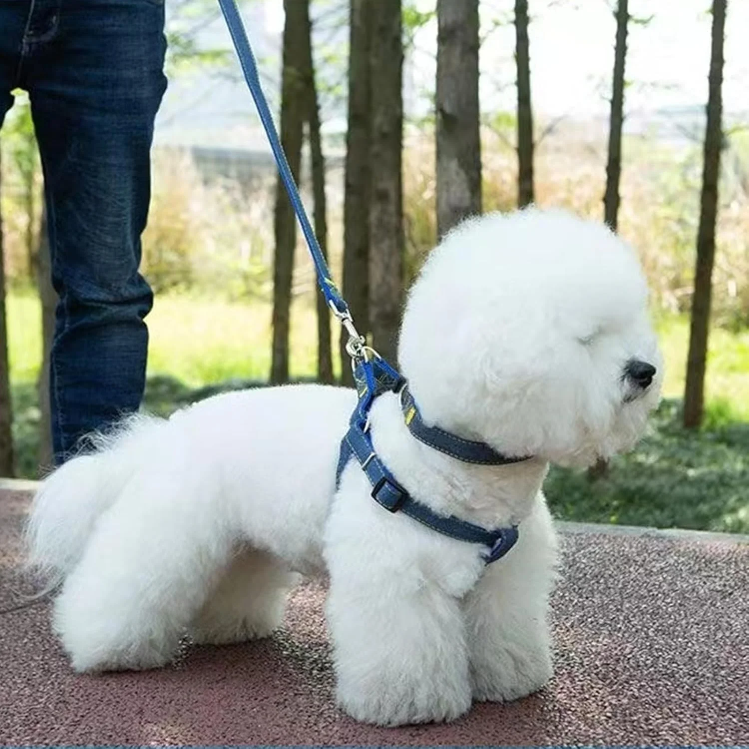 ست قلاده، هارنس و بند سگ، هارنس هالتر سگ قابل تنظیم بدون کشیدن، کنترل آسان برای آموزش، دویدن توله سگ های خیلی کوچک، متوسط و بزرگ ست قلاده، هارنس و بند سگ، هارنس هالتر سگ قابل تنظیم بدون کشیدن، کنترل آسان برای آموزش، دویدن توله سگ های خیلی کوچک، متوسط و بزرگ