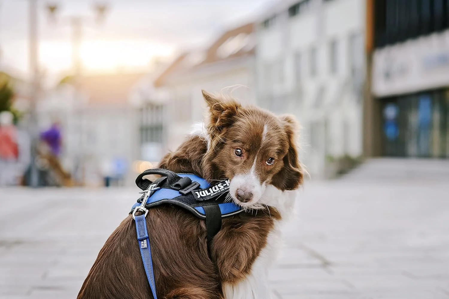 برچسب های قابل تعویض اورجینال Julius-K9، 162LR-K-35947، سایز: کوچک، برچسب مشکی با نوشته های فلورسنت سفید، 1 جفت، GANGSTER برچسب های قابل تعویض اورجینال Julius-K9، 162LR-K-35947، سایز: کوچک، برچسب مشکی با نوشته های فلورسنت سفید، 1 جفت، GANGSTER