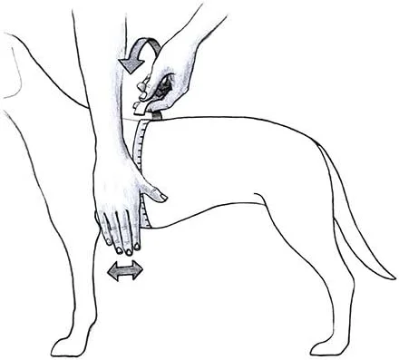 پاور هارنس سگ ژولیوس-کا۹ آبی سایز ۰