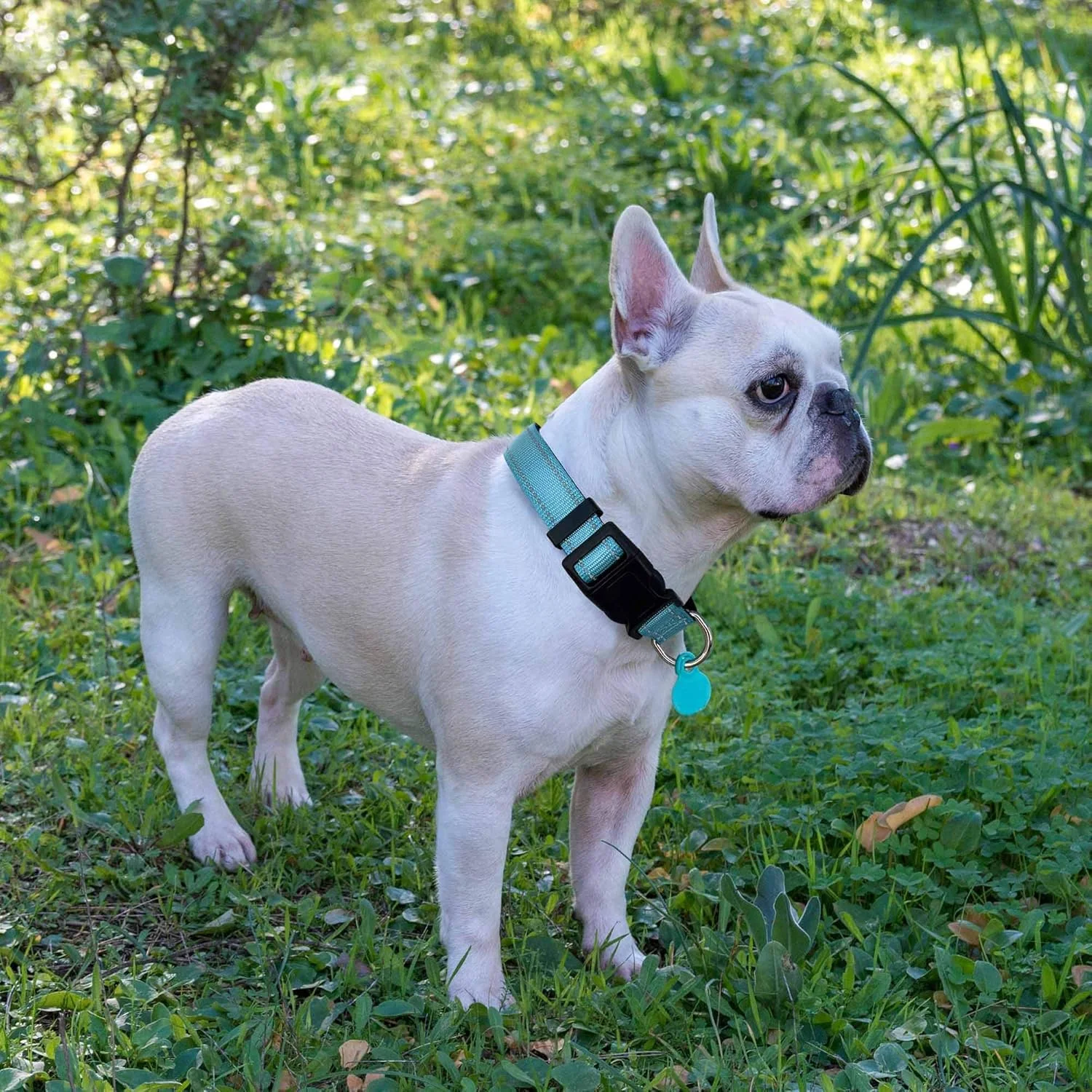 قلاده بازتابنده با پوشش نئوپرن نرم و تنفسی، قلاده نایلونی قابل تنظیم برای سگ های کوچک، متوسط و بزرگ (قلاده + بند سایز M مناسب گردن 40 تا 48 سانتی متر، آبی)