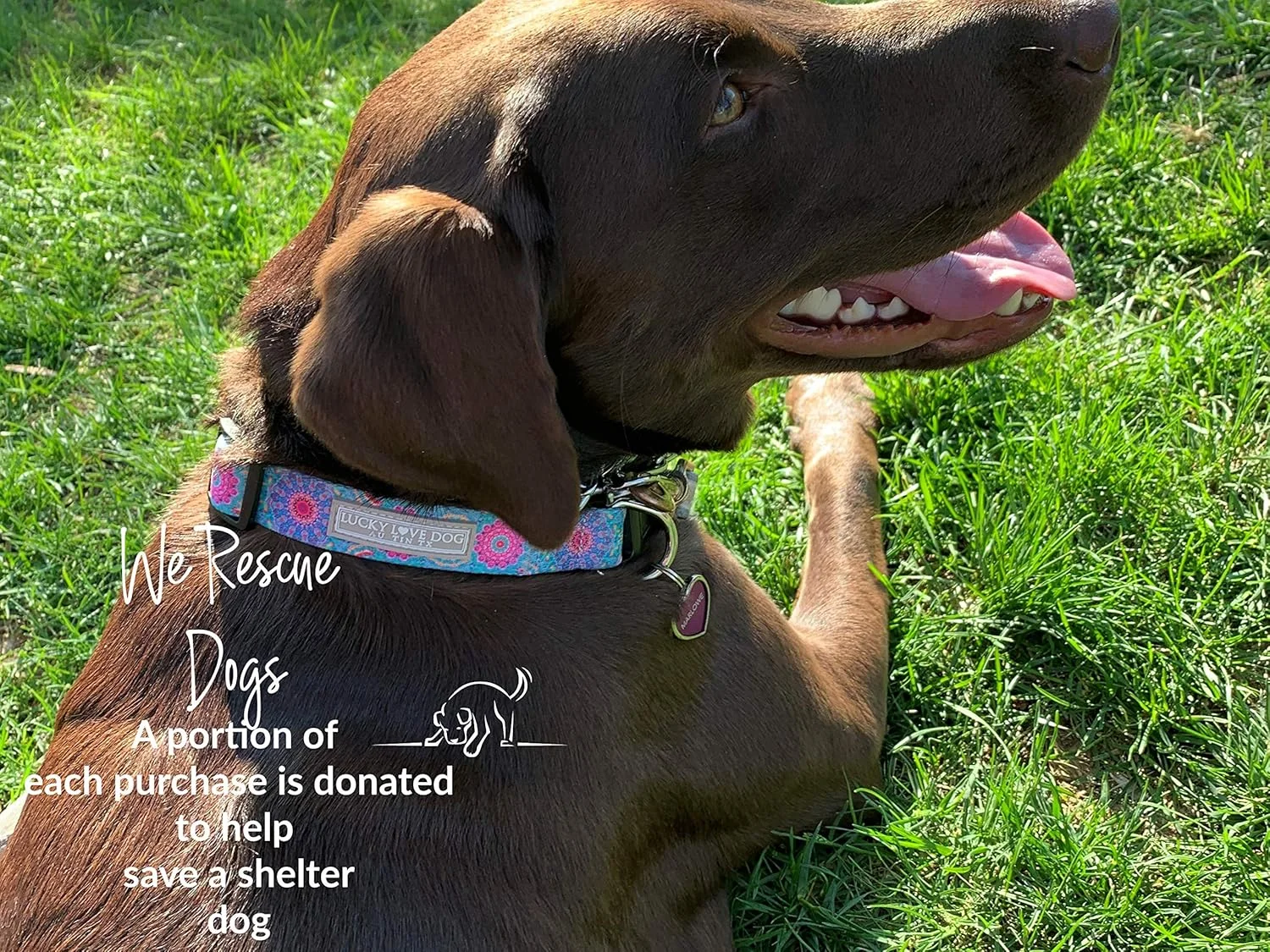 ست قلاده و بند سگ Lucky Love Dog مناسب سگ های ماده کوچک، متوسط و بزرگ - نرم، قابل تنظیم، ایمن برای آموزش و پیاده روی - Clara، سایز کوچک ست قلاده و بند سگ Lucky Love Dog مناسب سگ های ماده کوچک، متوسط و بزرگ - نرم، قابل تنظیم، ایمن برای آموزش و پیاده روی - Clara، سایز کوچک