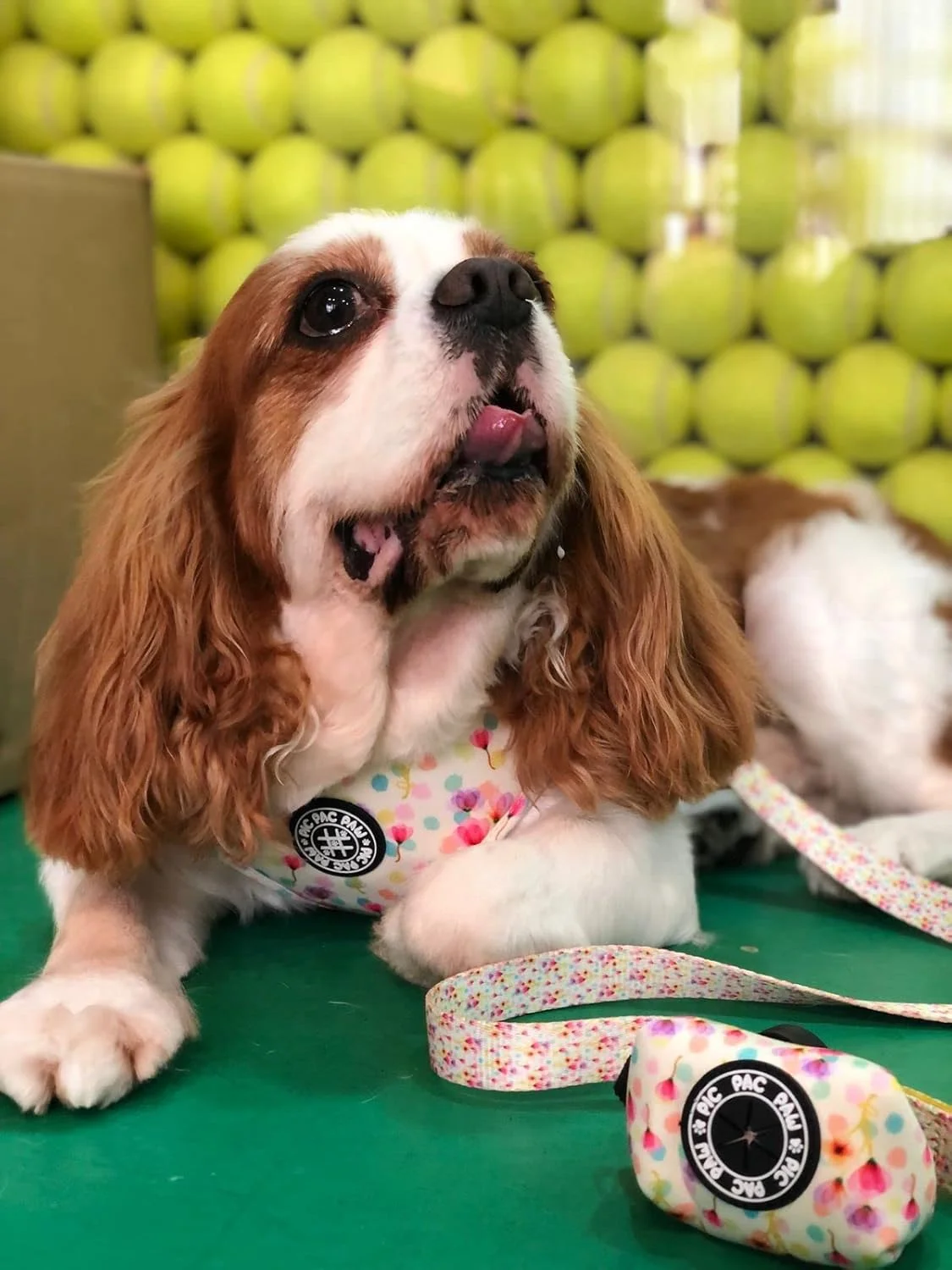 کالکشن شکوفه جادویی - هارنس قابل تنظیم برای سگ های کوچک، متوسط و بزرگ (XS) کالکشن شکوفه جادویی - هارنس قابل تنظیم برای سگ های کوچک، متوسط و بزرگ (XS)