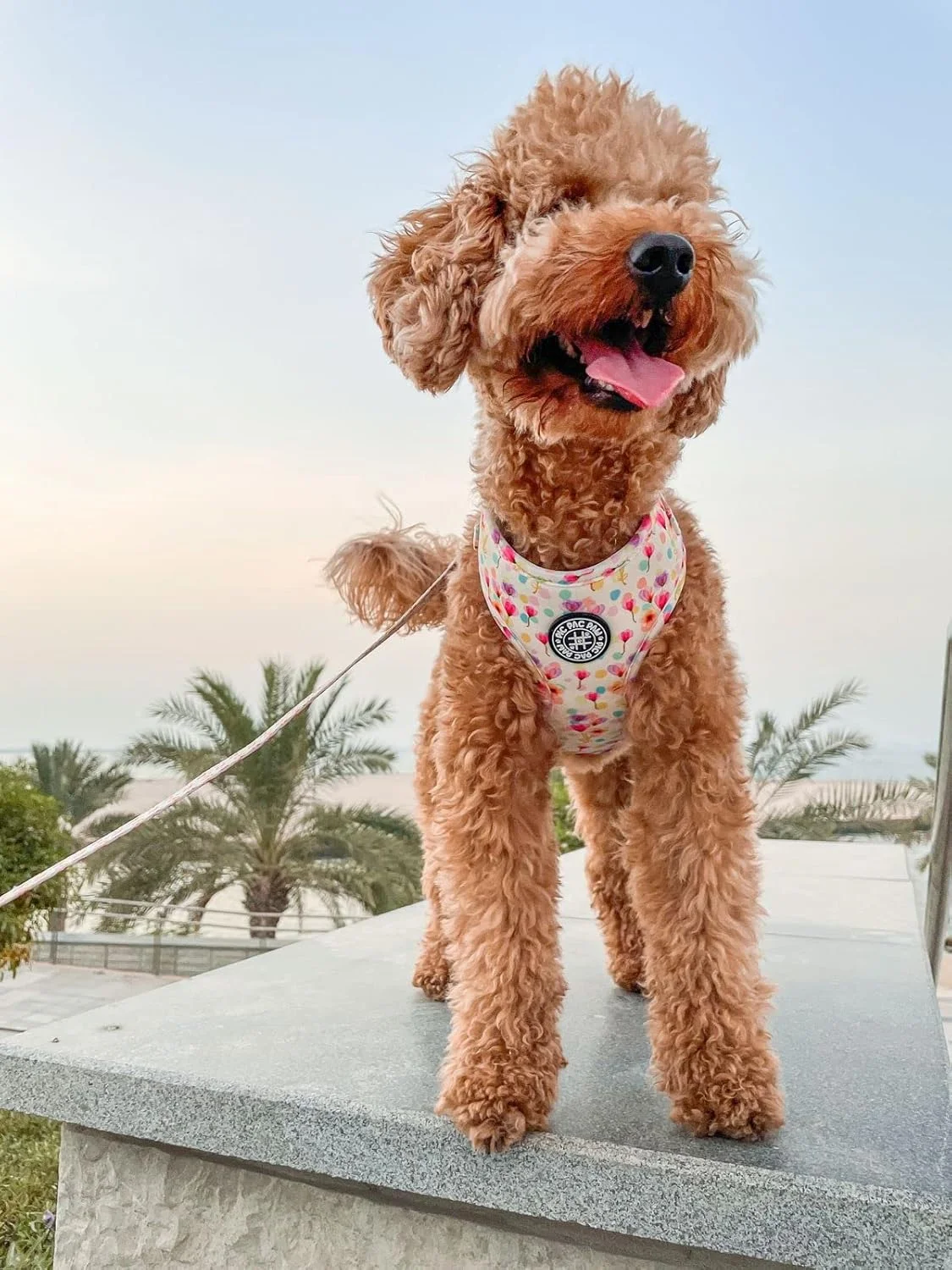 کالکشن جادوی شکوفه - هارنس قابل تنظیم برای سگ های کوچک، متوسط و بزرگ (S)