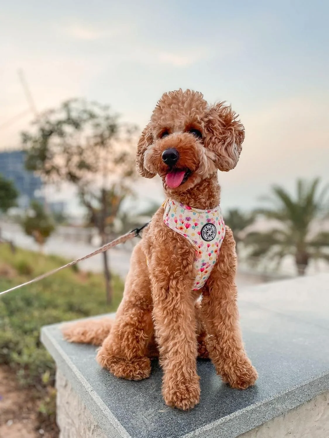 کالکشن جادوی شکوفه - هارنس قابل تنظیم برای سگ های کوچک، متوسط و بزرگ (S)