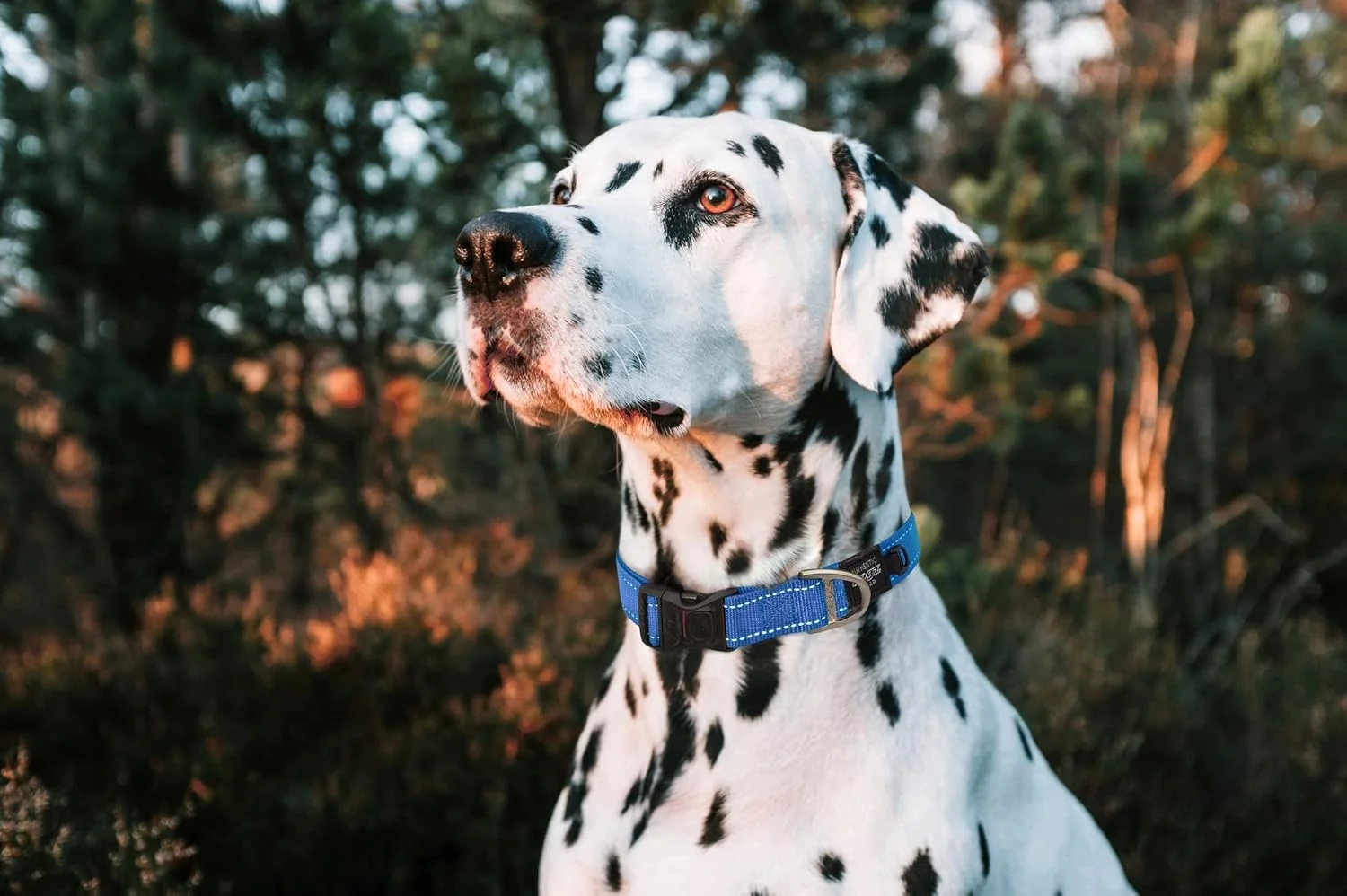 قلاده سگ Rogz Fanbelt بازتابنده، فیروزه ای