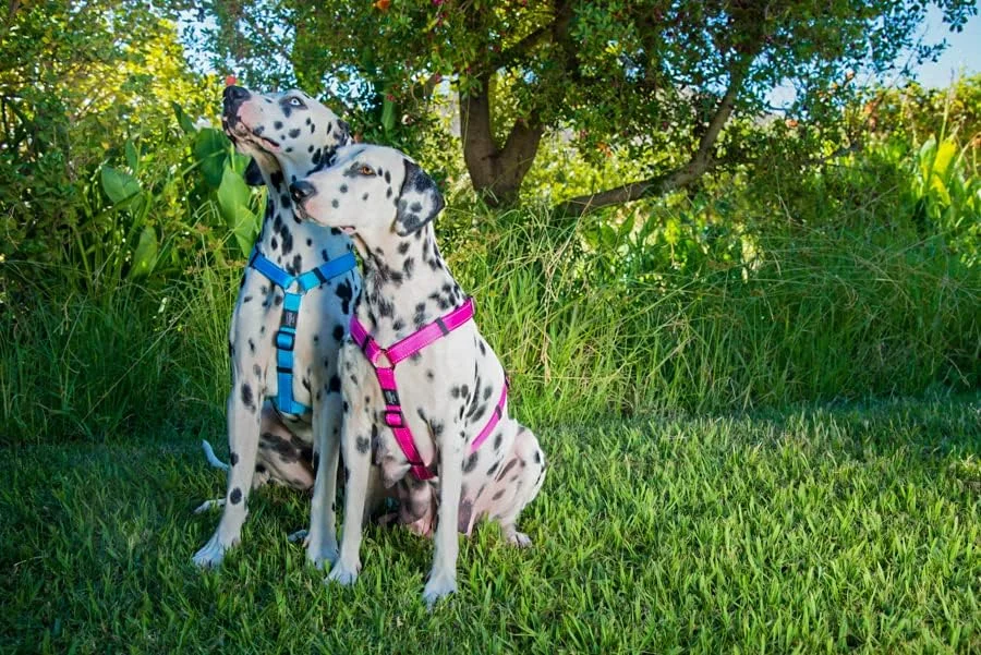 هارنس سگ قابل تنظیم و بازتابنده Rogz مناسب سگ های کوچک تا متوسط؛ قلاده و بند ست نیز موجود است، آبی هارنس سگ قابل تنظیم و بازتابنده Rogz مناسب سگ های کوچک تا متوسط؛ قلاده و بند ست نیز موجود است، آبی