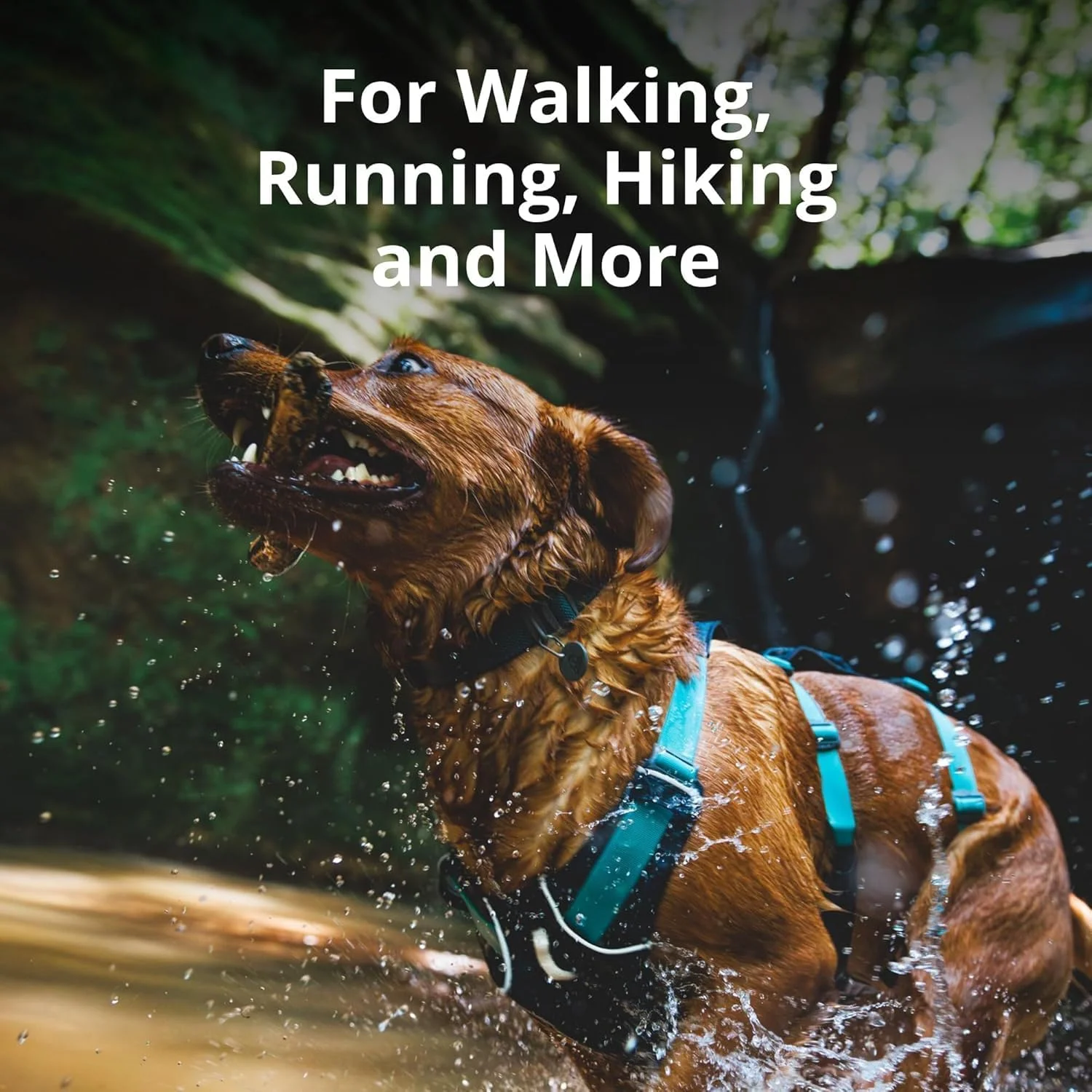 هارنس سگ Ruffwear Flagline، سایز متوسط، بازتابنده، Y شکل با دسته، هارنس سبک وزن قابل تنظیم و پددار برای پیاده روی و دویدن سگ، 3 نقطه اتصال قلاده و حلقه V، سایز M، خاکستری بازالت هارنس سگ Ruffwear Flagline، سایز متوسط، بازتابنده، Y شکل با دسته، هارنس سبک وزن قابل تنظیم و پددار برای پیاده روی و دویدن سگ، 3 نقطه اتصال قلاده و حلقه V، سایز M، خاکستری بازالت