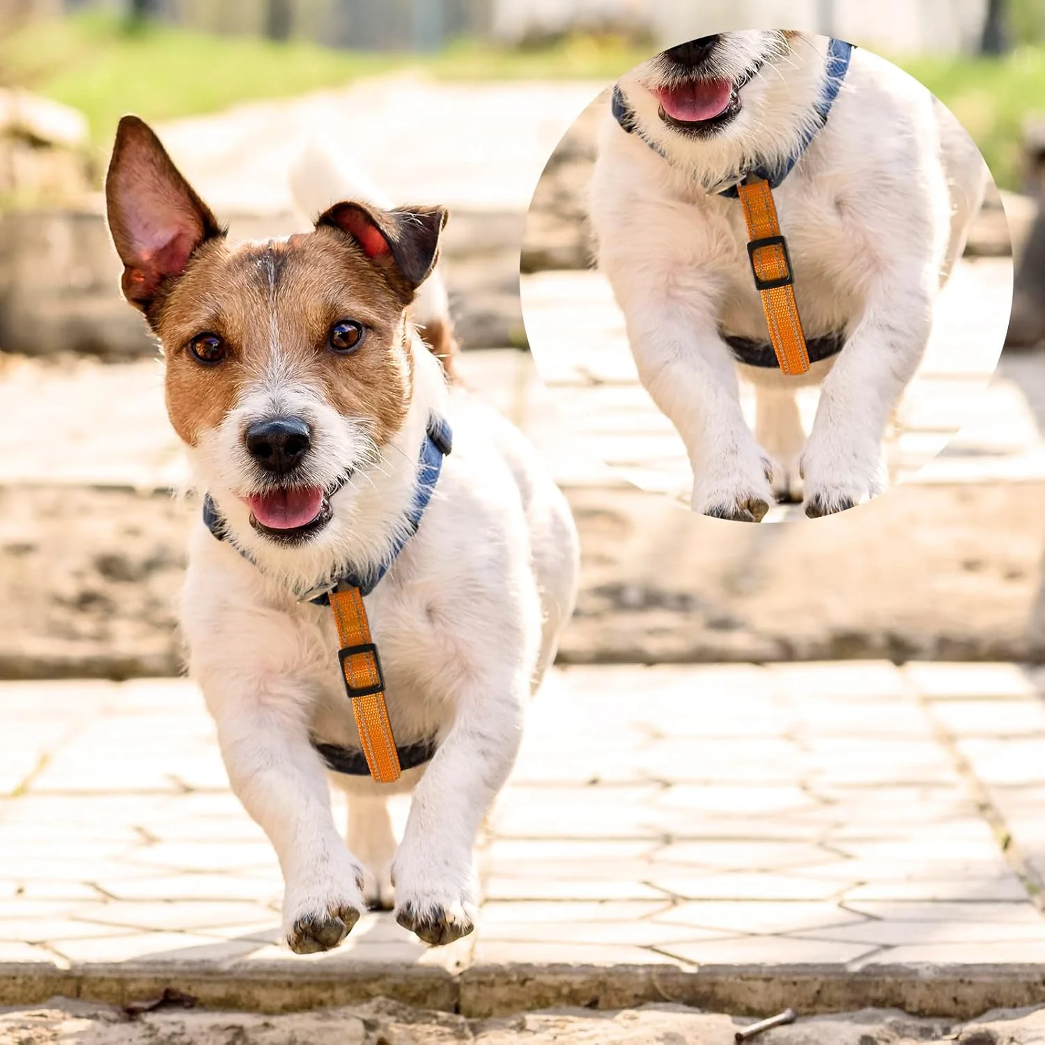 گیره قلاده سگ Saintrygo، 5 عدد، پشتیبان قلاده سگ، قابل تنظیم، نایلونی بازتابنده، اتصال دهنده قلاده سگ، گیره پشتیبان فلزی دو طرفه برای هارنس سگ، حیوان خانگی (رنگ روشن) گیره قلاده سگ Saintrygo، 5 عدد، پشتیبان قلاده سگ، قابل تنظیم، نایلونی بازتابنده، اتصال دهنده قلاده سگ، گیره پشتیبان فلزی دو طرفه برای هارنس سگ، حیوان خانگی (رنگ روشن)