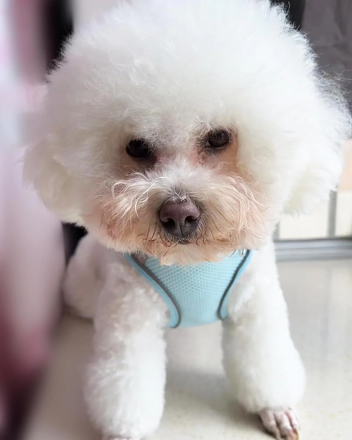 هارنس سگ سولمونی مناسب سگ های کوچک و متوسط، ست هارنس و قلاده توله سگ بدون کشیدن، طراحی آسان پوشیدن، نوارهای بازتابنده، آبی، XXS