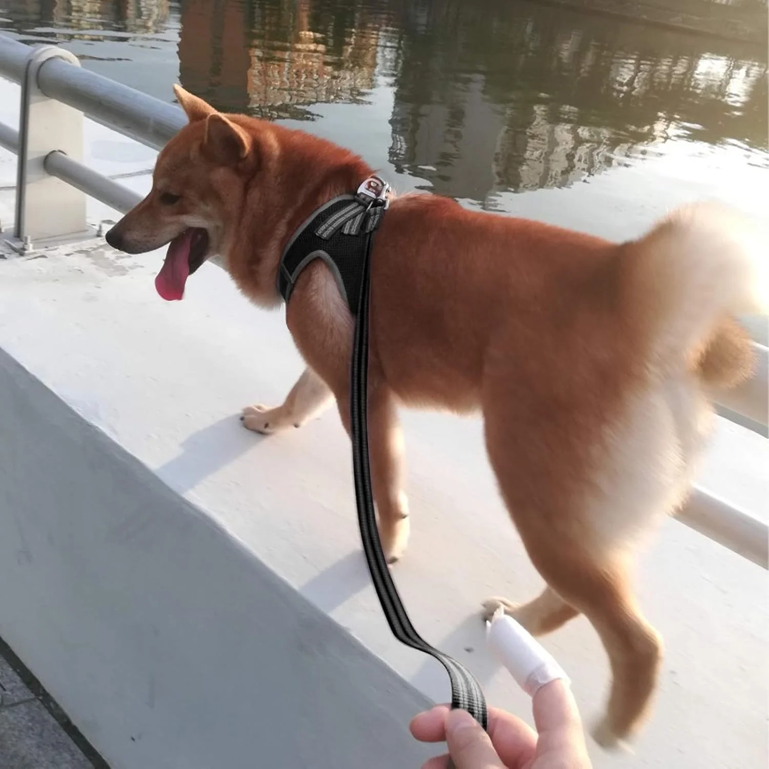 ست قلاده و بند سگ YIMEIS، قلاده توری نرم بدون کشش برای حیوانات خانگی، جلیقه بازتابنده قابل تنظیم برای توله سگ های کوچک و گربه ها (XS، مشکی) ست قلاده و بند سگ YIMEIS، قلاده توری نرم بدون کشش برای حیوانات خانگی، جلیقه بازتابنده قابل تنظیم برای توله سگ های کوچک و گربه ها (XS، مشکی)