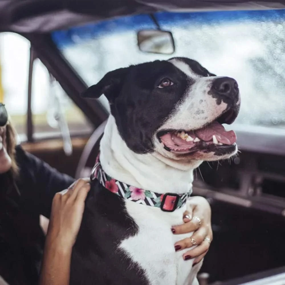 قلاده سگ Zee.Dog مدل Mahalo سایز متوسط قلاده سگ Zee.Dog مدل Mahalo سایز متوسط