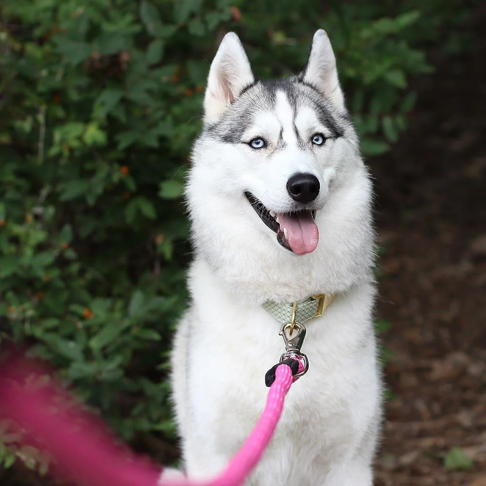 بند قلاده سگ ZippyPaws - مدل Climbers - بند طنابی مقاوم - ضخامت 2/3 اینچ - آبی فیروزه ای، 1.8 متر بند قلاده سگ ZippyPaws - مدل Climbers - بند طنابی مقاوم - ضخامت 2/3 اینچ - آبی فیروزه ای، 1.8 متر