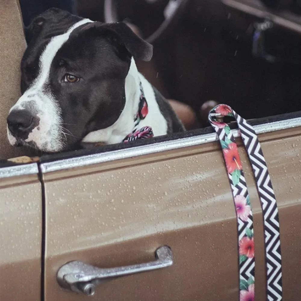 بند قلاده سگ زی.داگ طرح Mahalo سایز کوچک بند قلاده سگ زی.داگ طرح Mahalo سایز کوچک