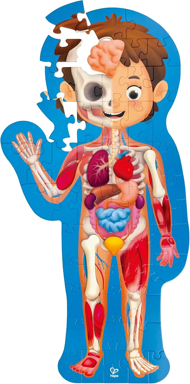 پازل بدن انسان Hape | پازل اره منبت کاری آناتومی با 10 قطعه چوبی و پوستر پر از اطلاعات | پازل آموزشی برای کودکان 4 سال به بالا