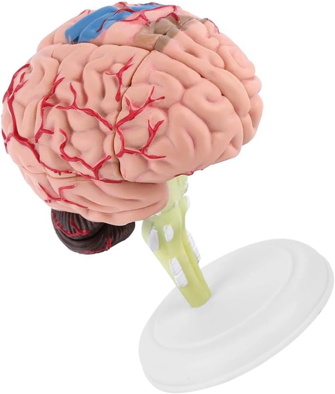 مدل آناتومی مغز انسان، پلاستیکی، رنگ آمیزی شده، مونتاژ شده با پایه سفید، برای آموزش و اسباب بازی