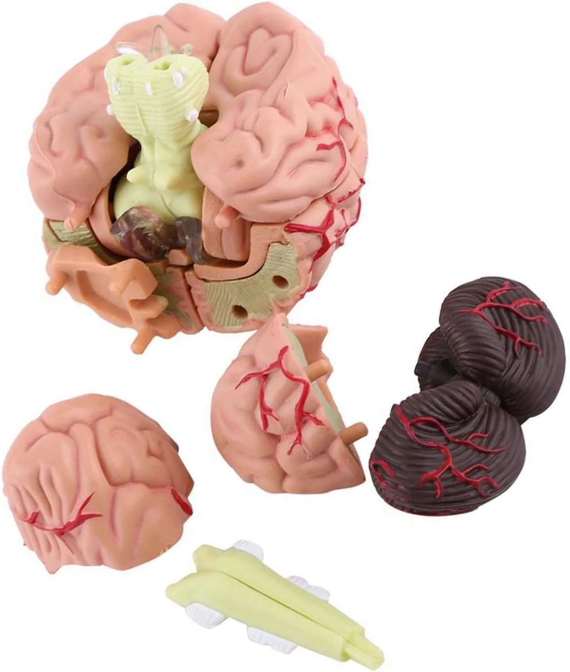 مدل آناتومی مغز انسان، پلاستیکی، رنگ آمیزی شده، مونتاژ شده با پایه سفید، برای آموزش و اسباب بازی