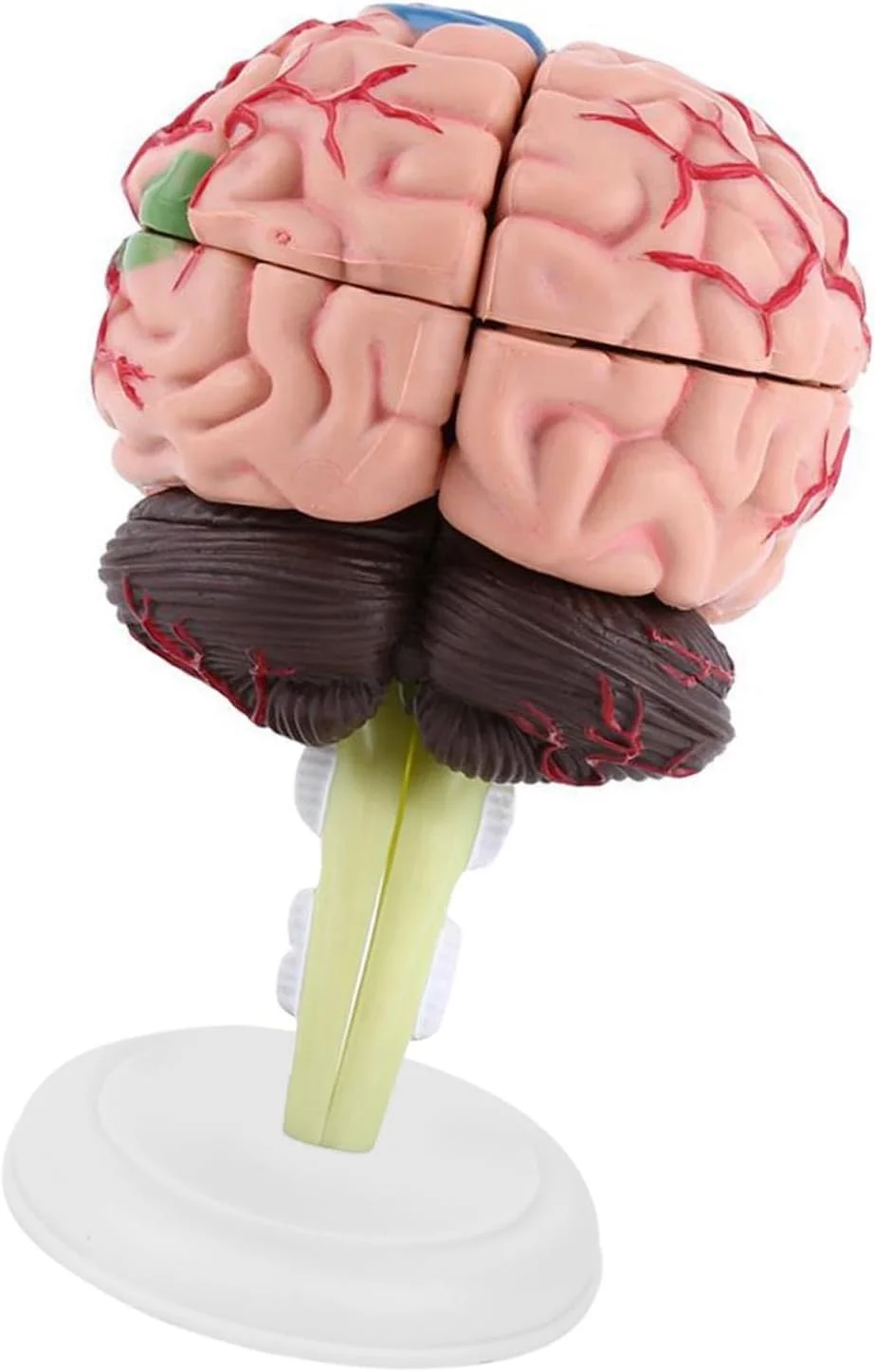 مدل آناتومی مغز انسان، پلاستیکی، رنگ آمیزی شده، مونتاژ شده با پایه سفید، برای آموزش و اسباب بازی