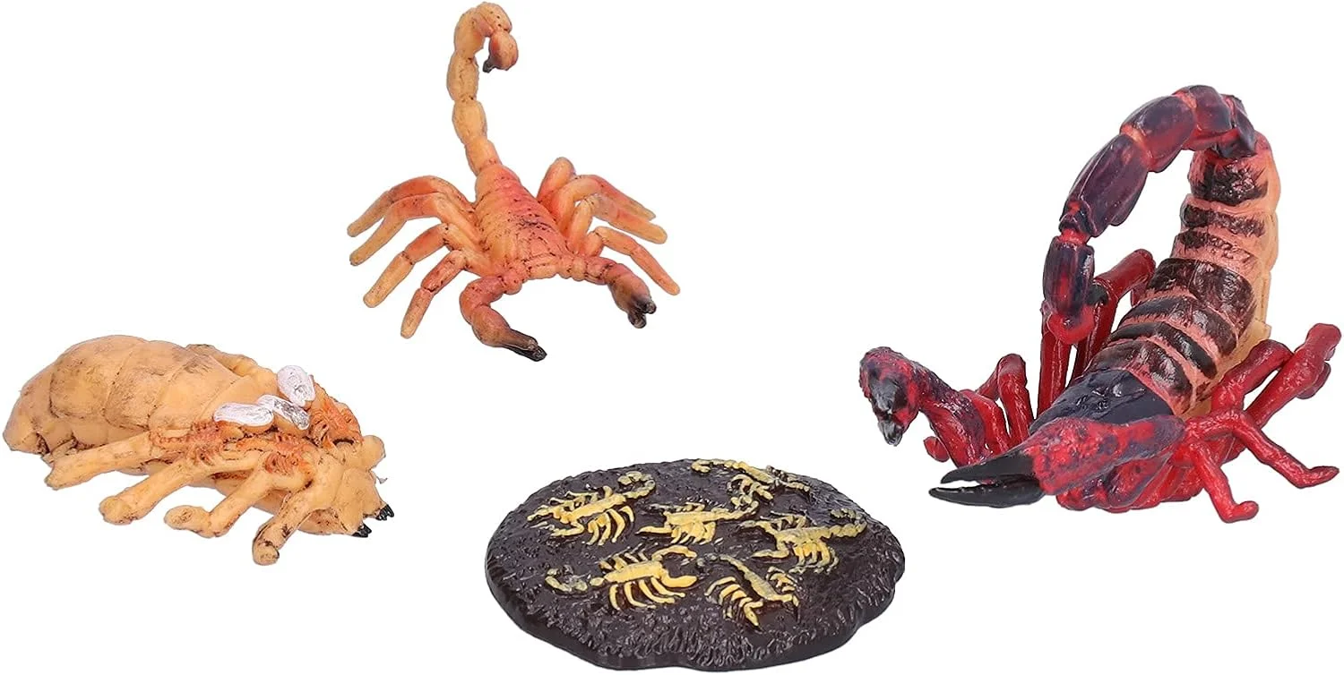 اسباب بازی آموزشی عقرب Cryfokt، 4 مرحله پلاستیکی رشد عقرب برای کودکان، اسباب بازی شناختی کودکان، کمک آموزشی مدرسه (چرخه رشد عقرب 1)