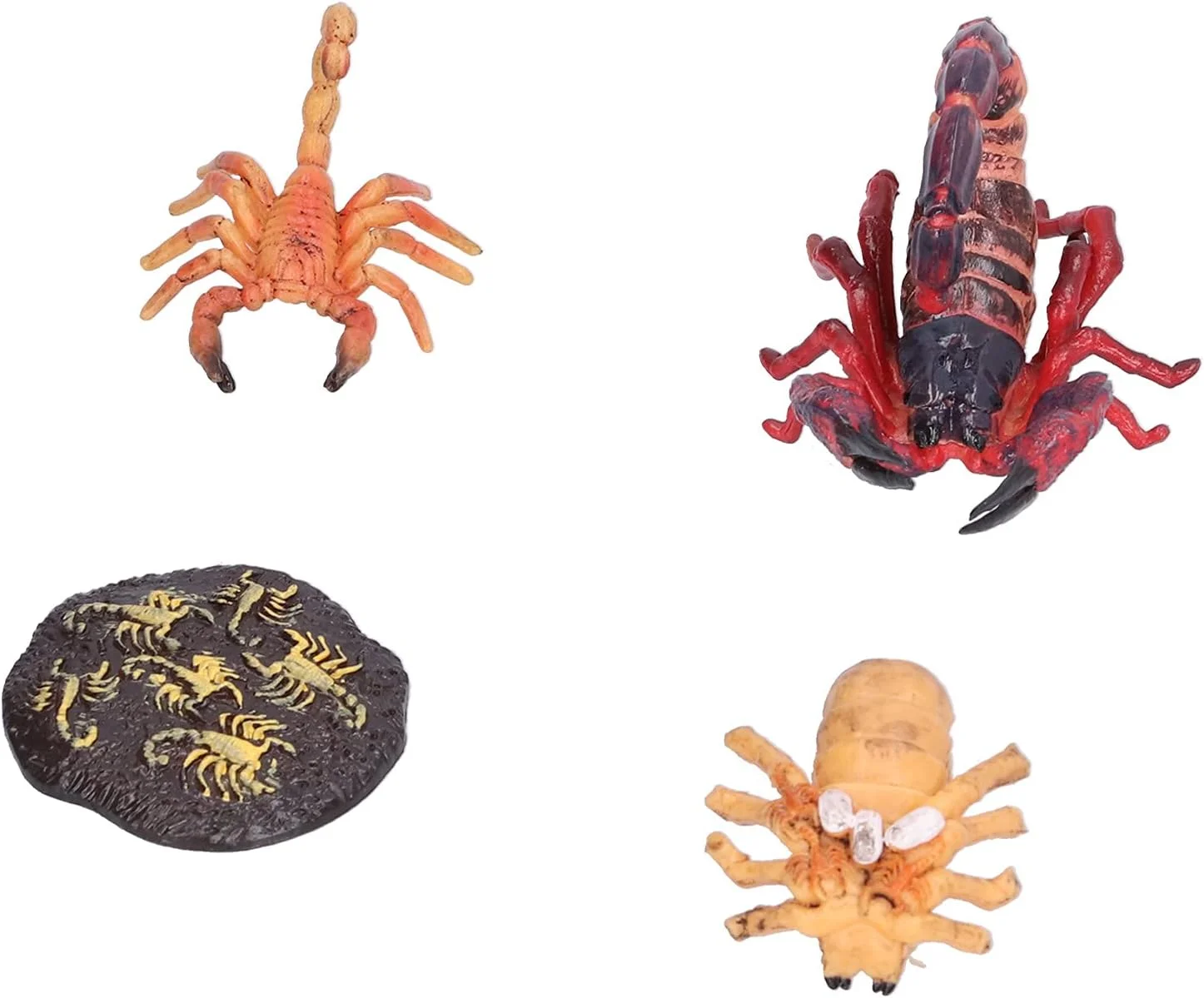 اسباب بازی آموزشی عقرب Cryfokt، 4 مرحله پلاستیکی رشد عقرب برای کودکان، اسباب بازی شناختی کودکان، کمک آموزشی مدرسه (چرخه رشد عقرب 1)