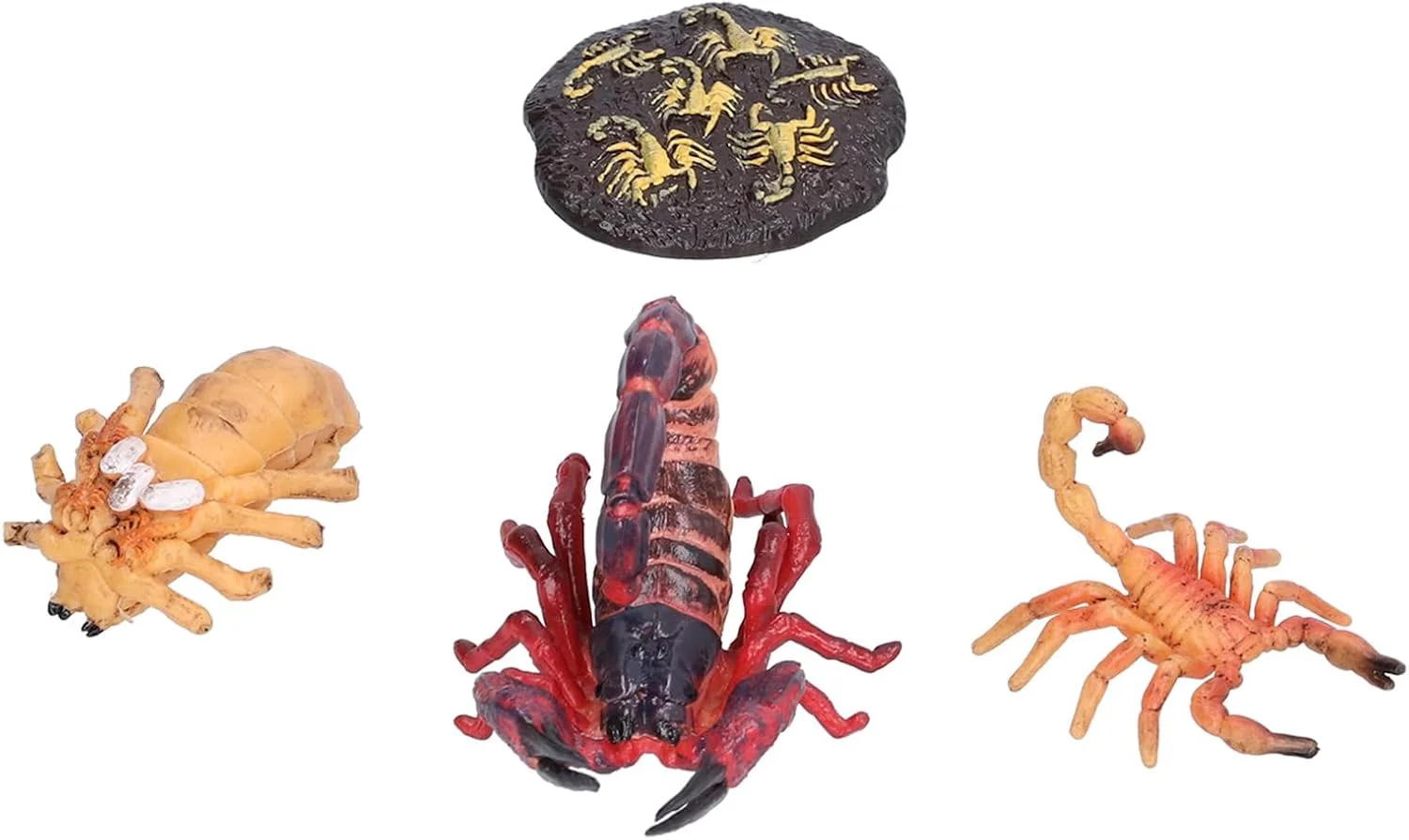 اسباب بازی آموزشی عقرب Cryfokt، 4 مرحله پلاستیکی رشد عقرب برای کودکان، اسباب بازی شناختی کودکان، کمک آموزشی مدرسه (چرخه رشد عقرب 1)