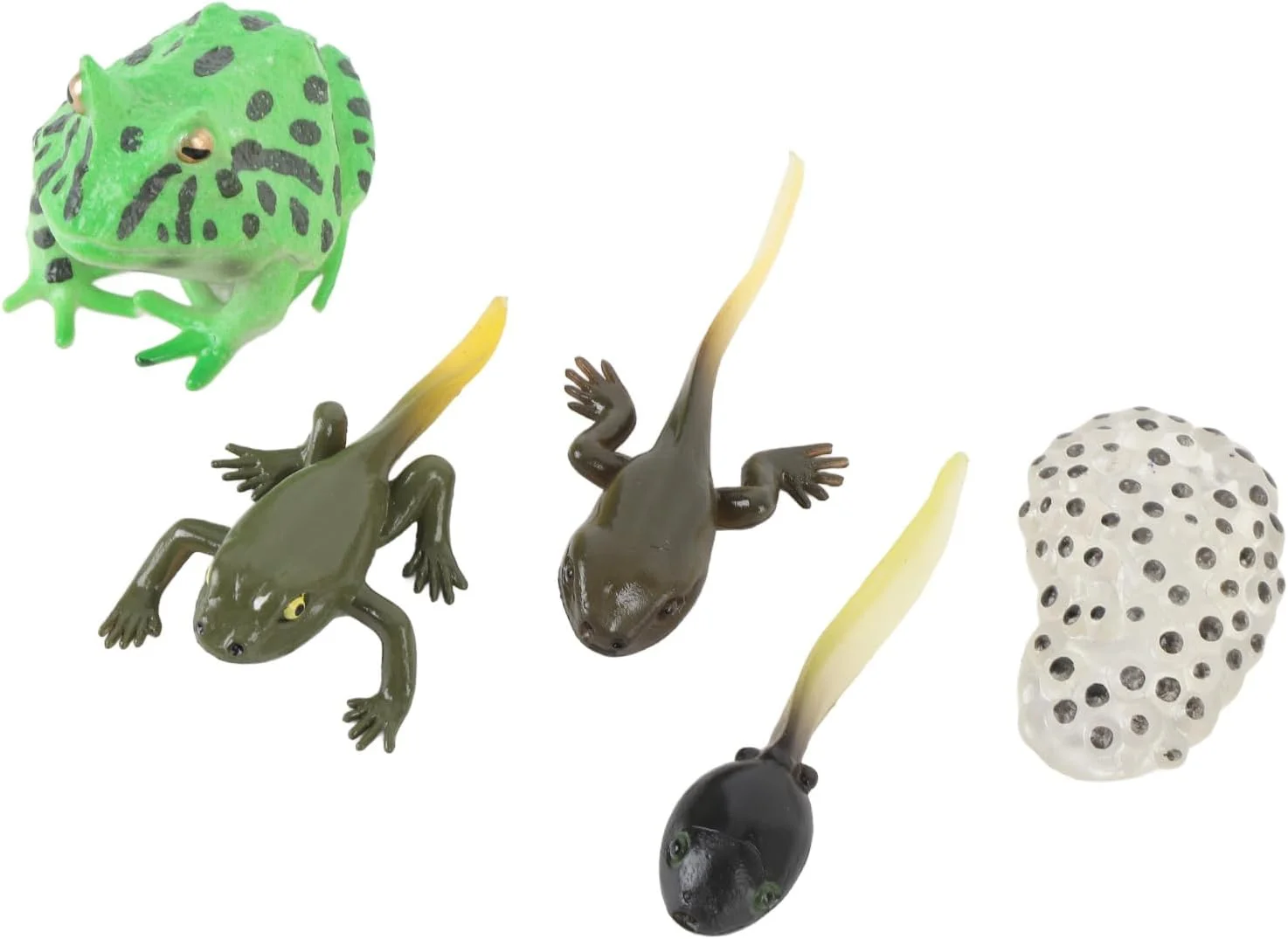 مجموعه مدل چرخه رشد بچه قورباغه Cryfokt، ساخت دقیق، طراحی با جزئیات، مواد ایمن. اسباب بازی آموزشی برای کودکان