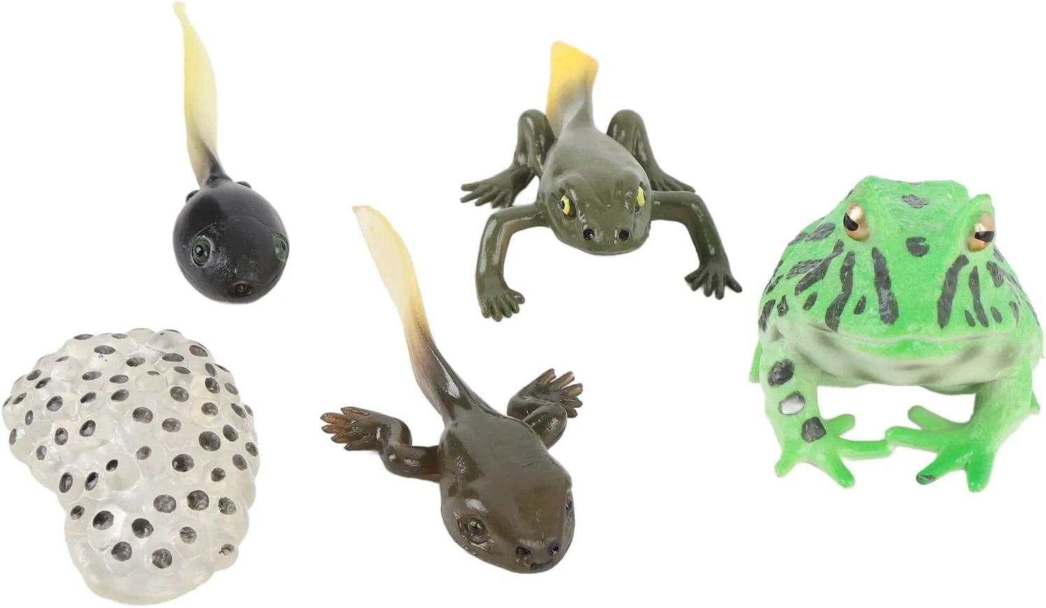 مجموعه مدل چرخه رشد بچه قورباغه Cryfokt، ساخت دقیق، طراحی با جزئیات، مواد ایمن. اسباب بازی آموزشی برای کودکان