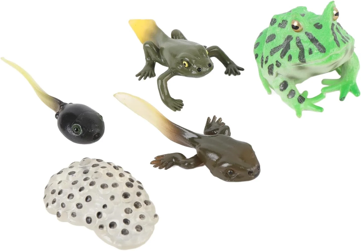 مجموعه مدل چرخه رشد بچه قورباغه Cryfokt، ساخت دقیق، طراحی با جزئیات، مواد ایمن. اسباب بازی آموزشی برای کودکان