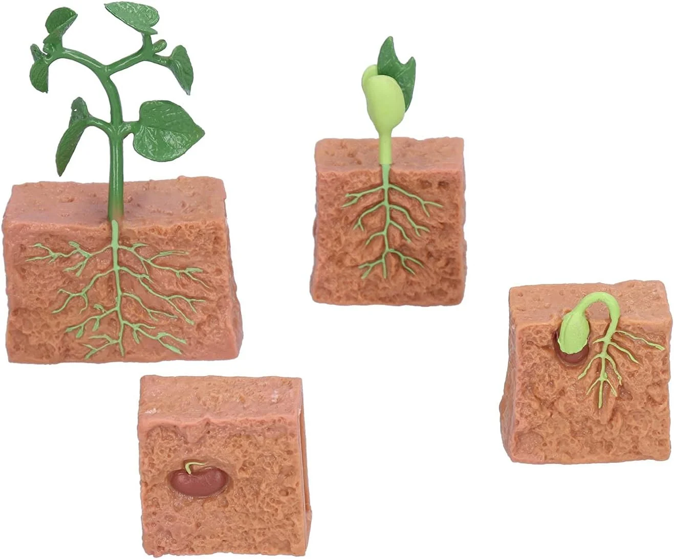 مدل چرخه زندگی گیاه، چرخه آموزشی گیاه لوبیا، مناسب برای دکوراسیون منزل، آموزش مدرسه، اسباب بازی خلاقانه، تزئینات تراریوم